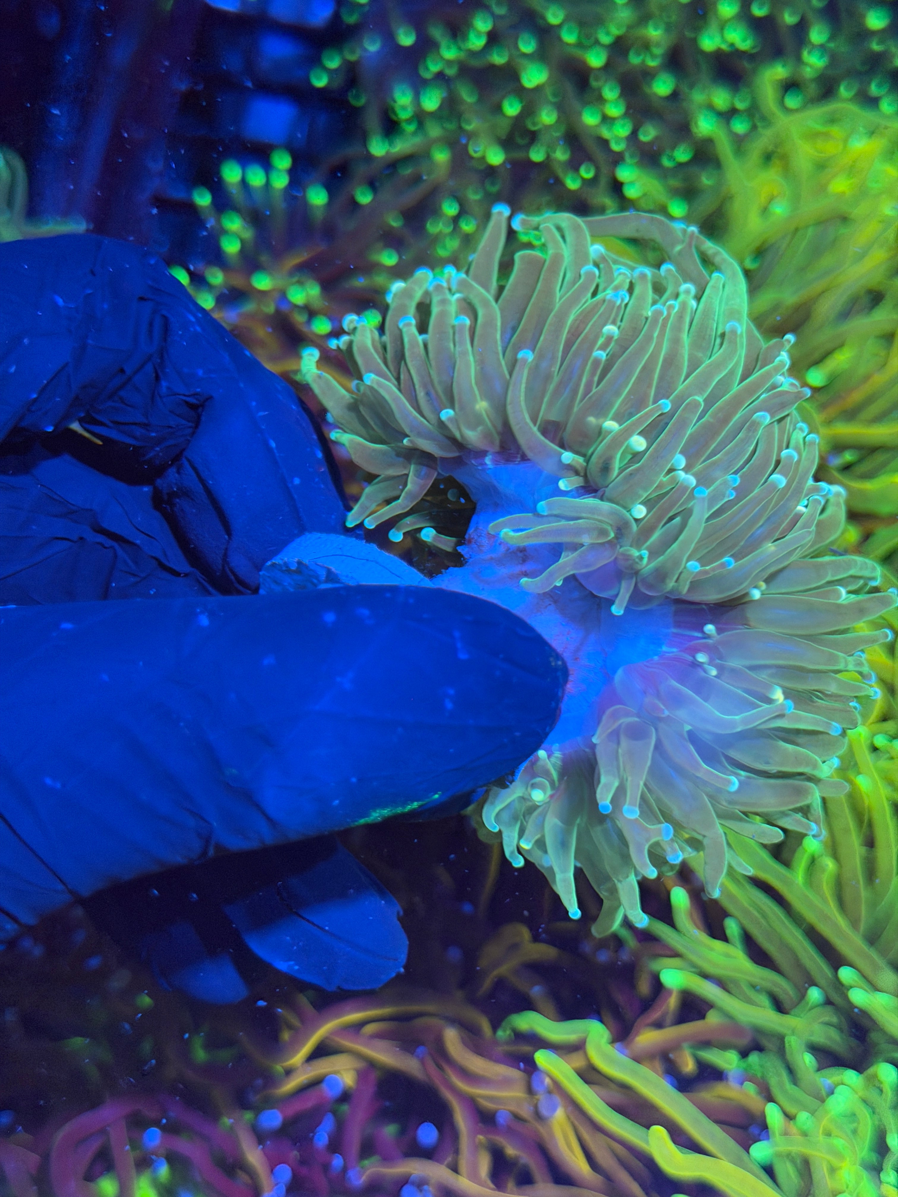 JEA Jedi Master Torch Coral Splitting 3 Heads XXL