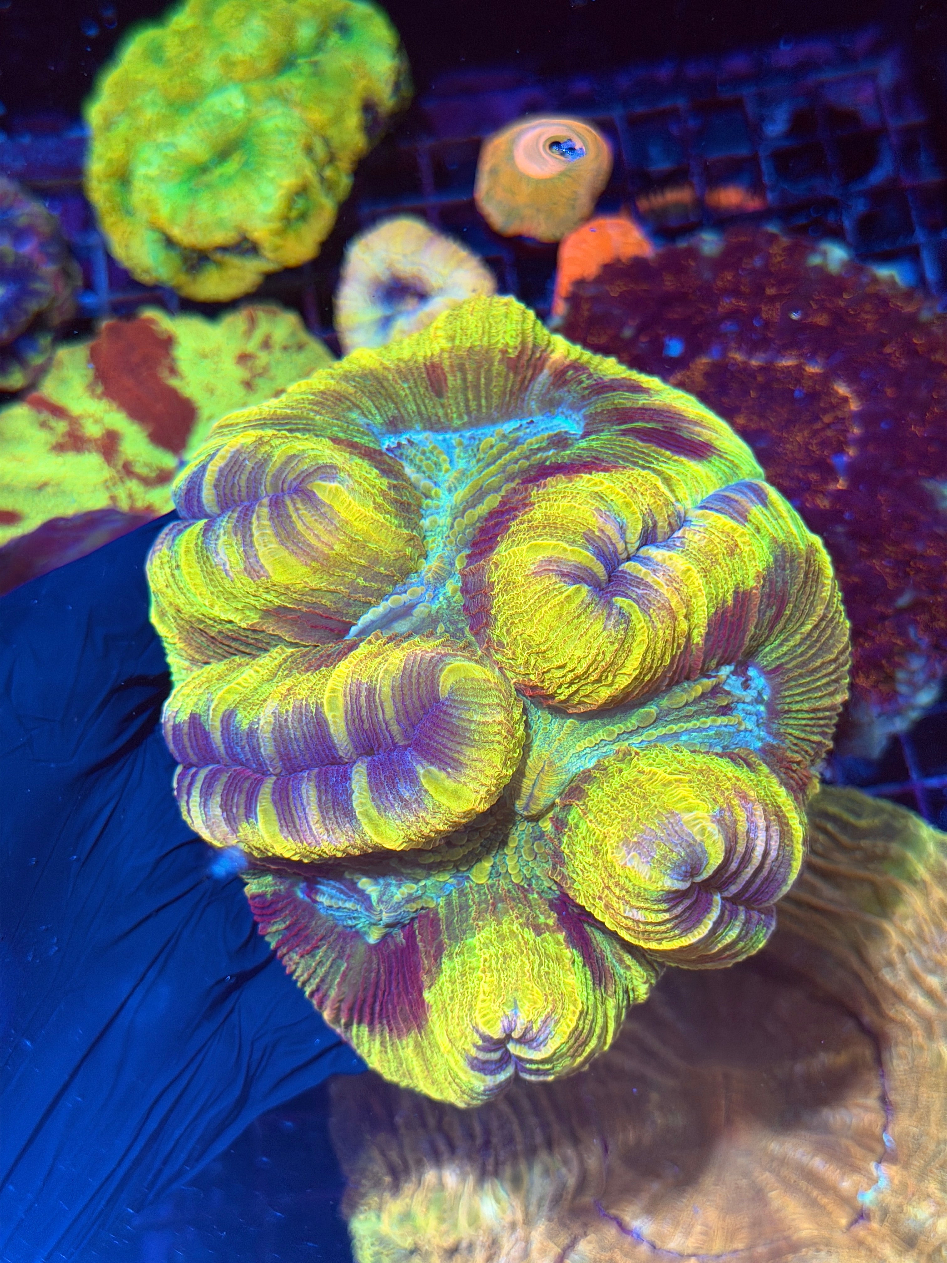 Insane Yellow Tie Die Trachyphyllia Meat Coral XXL