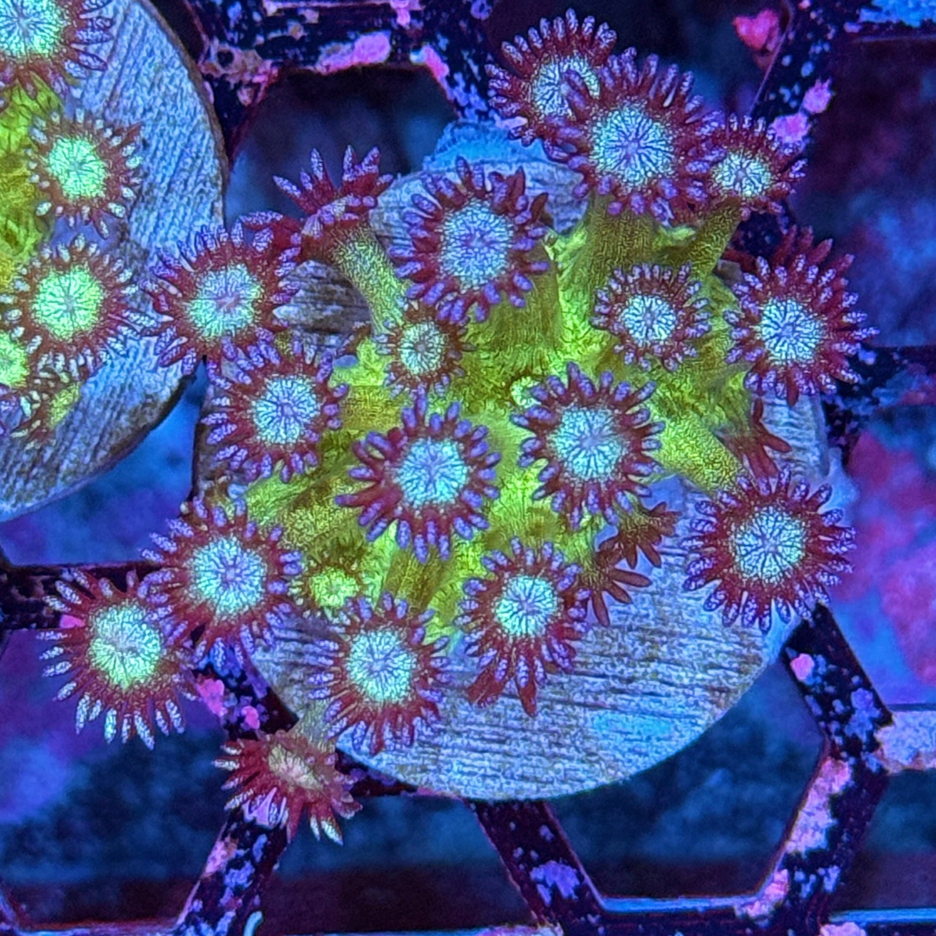 JEA Glitter Bomb Goniopora Coral XL Frag 10/12