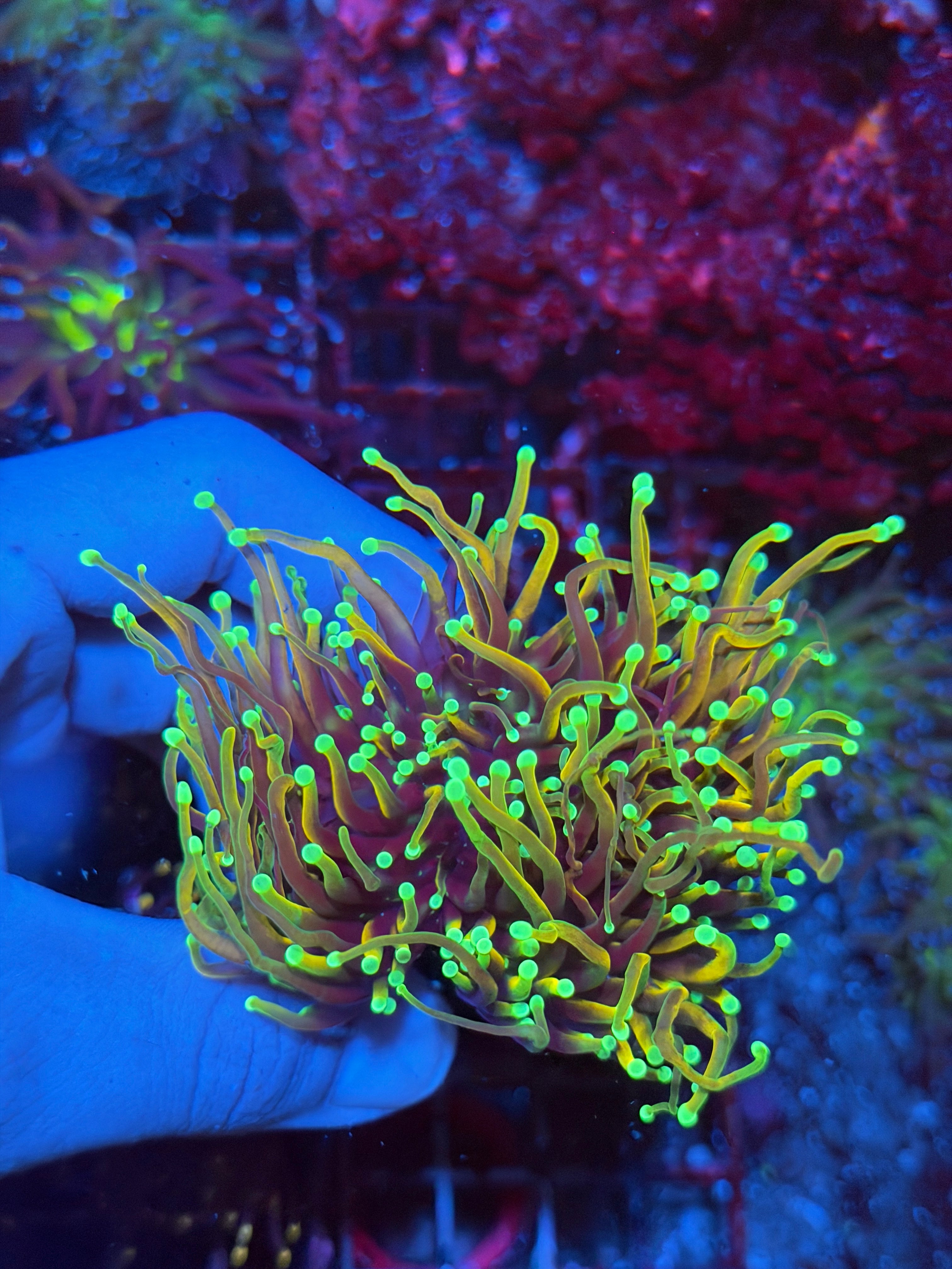 JEA Dragon Soul Torch Coral Mini  Colony 3 Heads XL 2/25