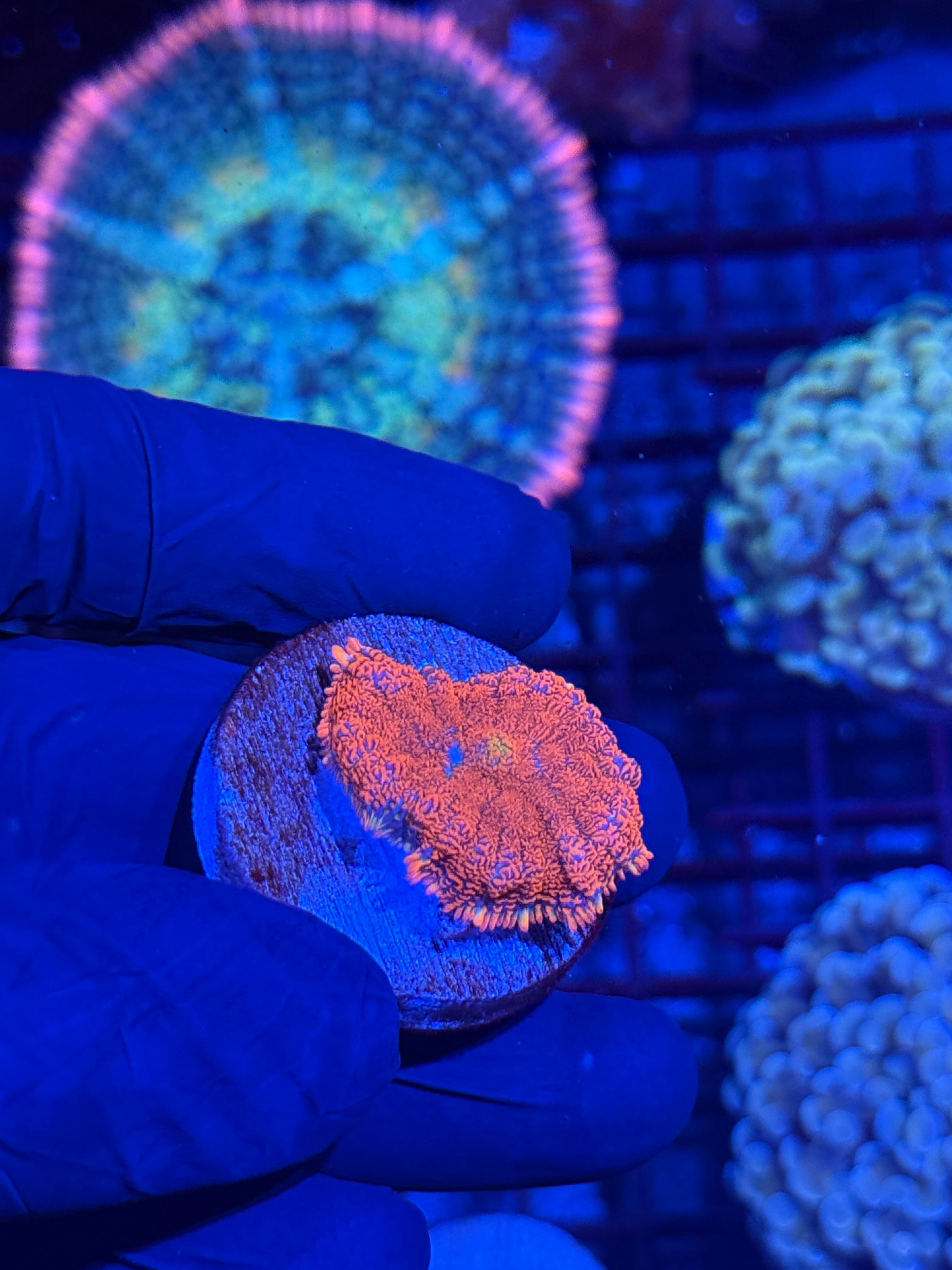 JEA Fireball Mushroom Coral