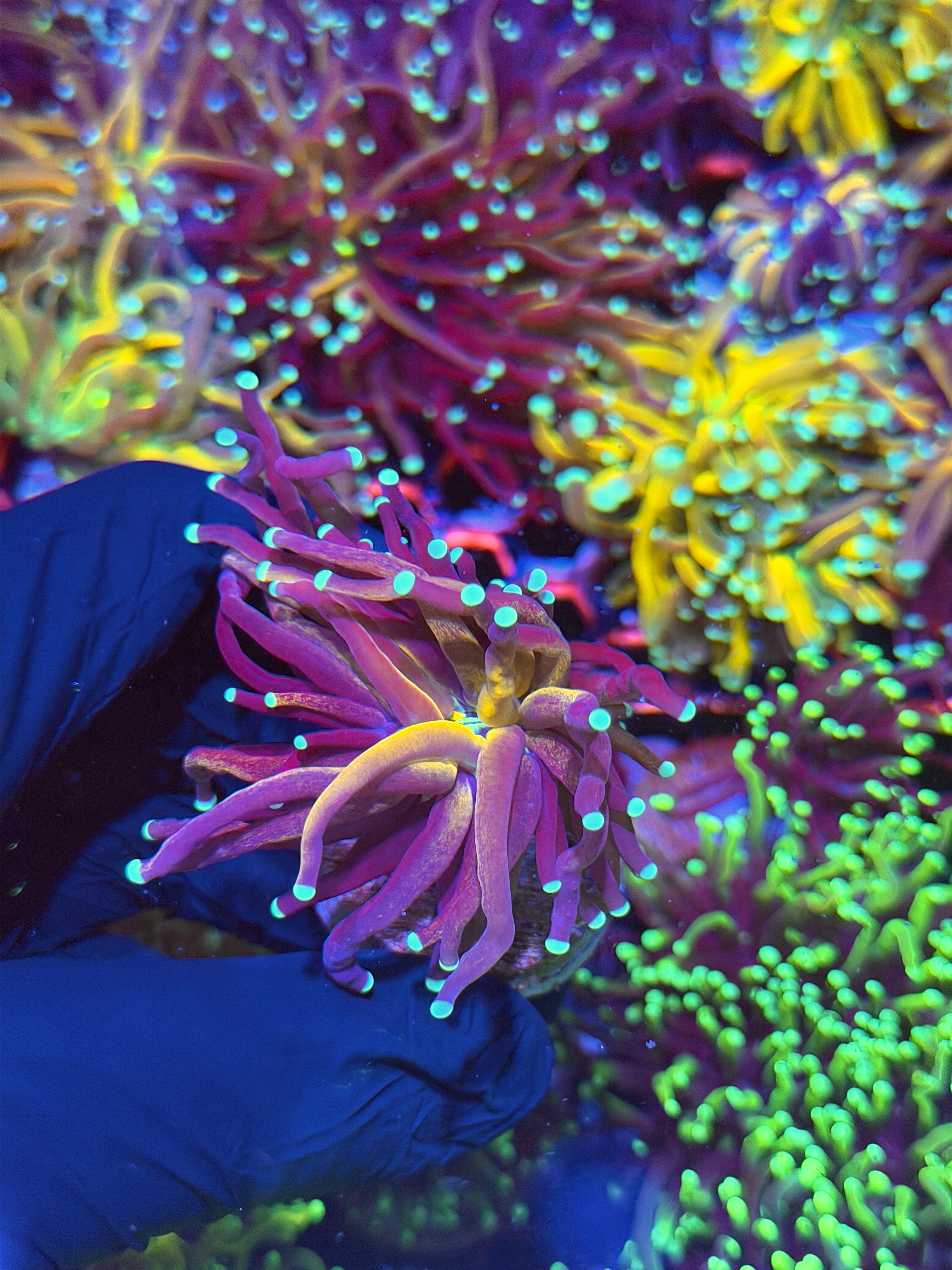 JEA Tiger 2.0 Torch Coral 1 XXL Head