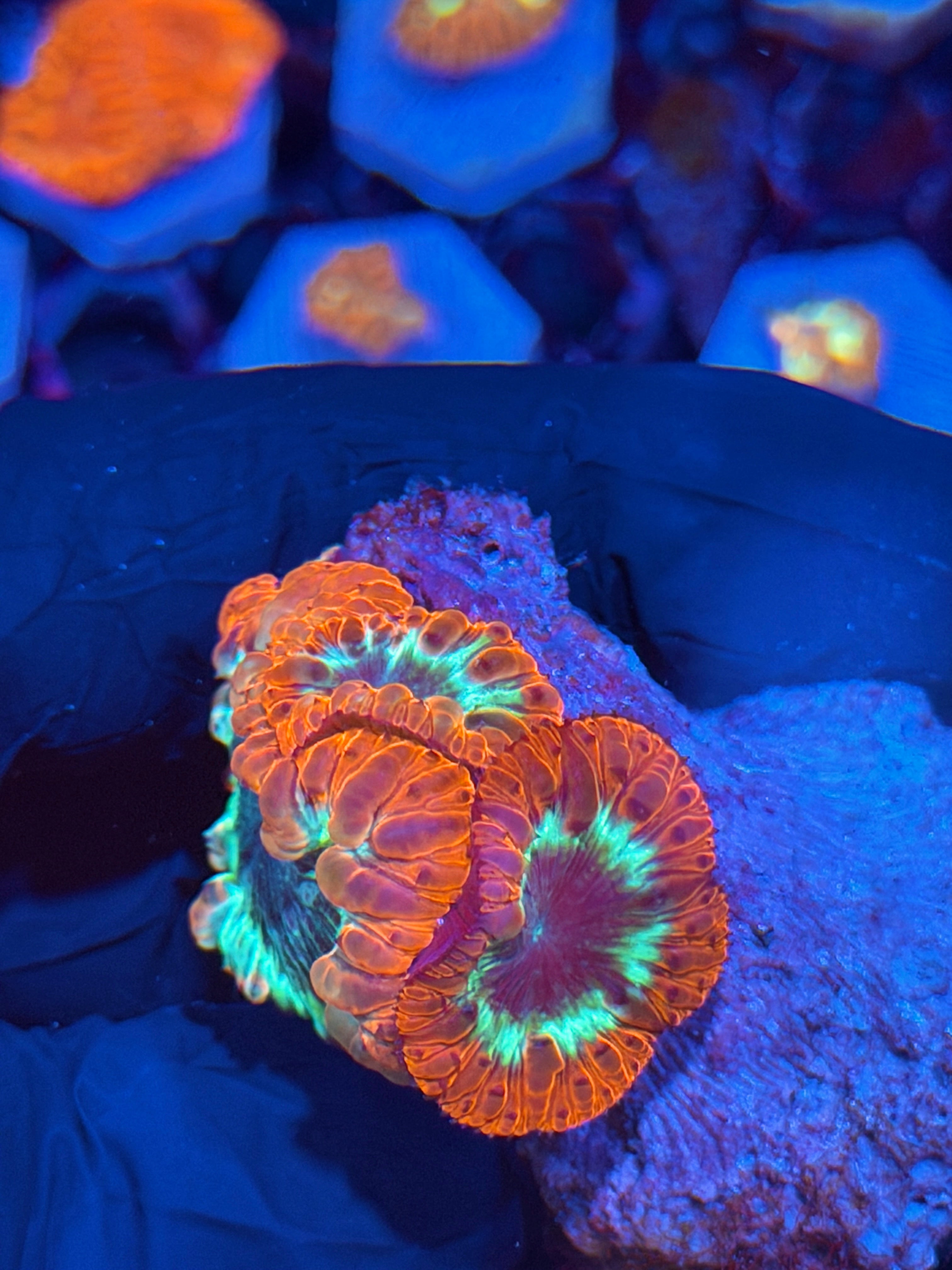 JEA Dracula Blastomussa Coral Colony XXL Polyps *New Release*