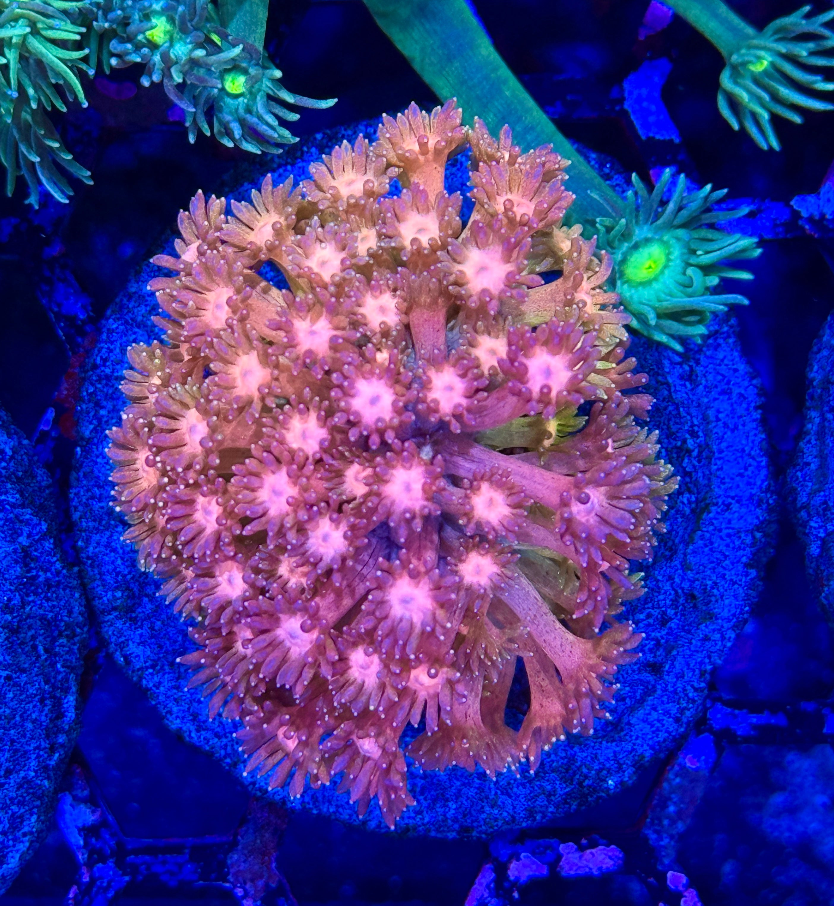JEA Strawberry Shortcake Goniopora Mini Colony XL 7/2