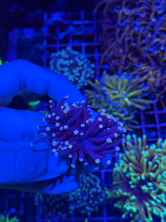 JEA Gumdrop Torch Coral 1 XL Head Splitting