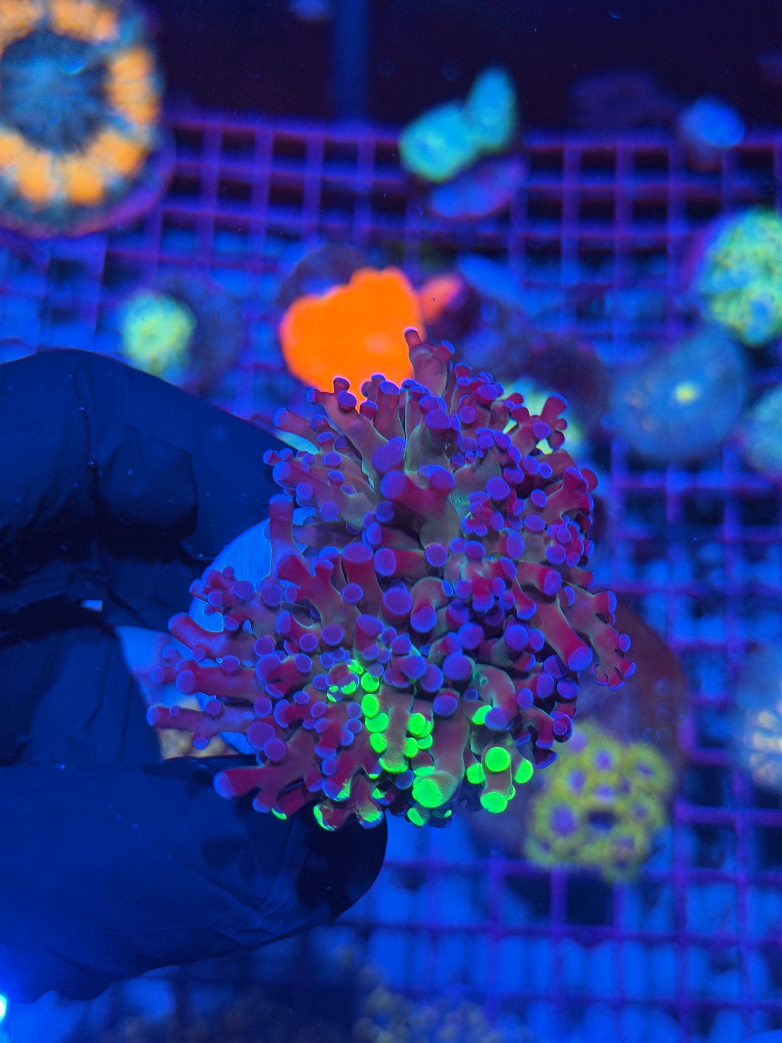JEA Grafted Mardi Gras Frogspawn Coral 1 XXL Head Splitting to 3 7/9