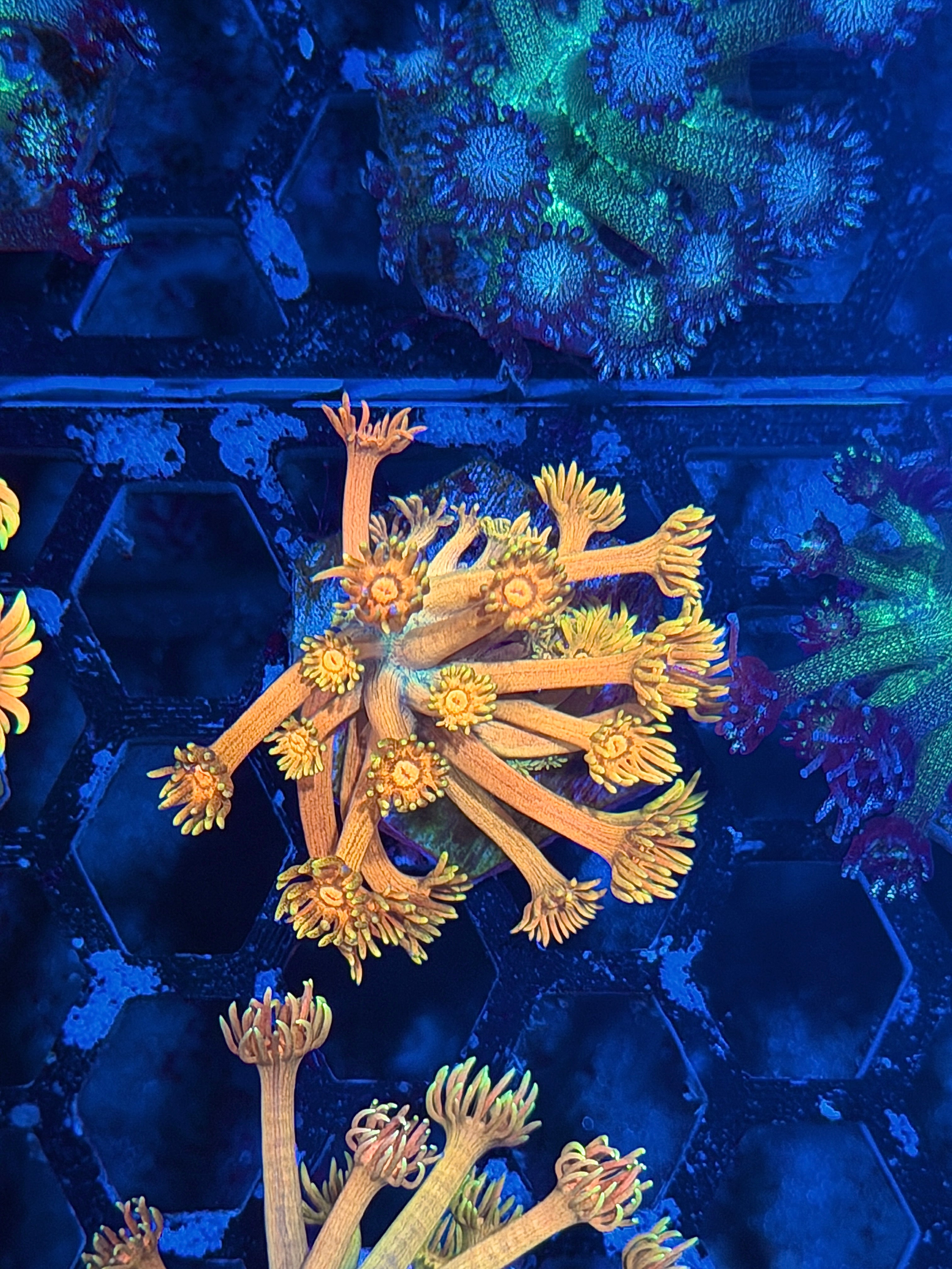 JEA Sun God Goniopora Coral 8/6