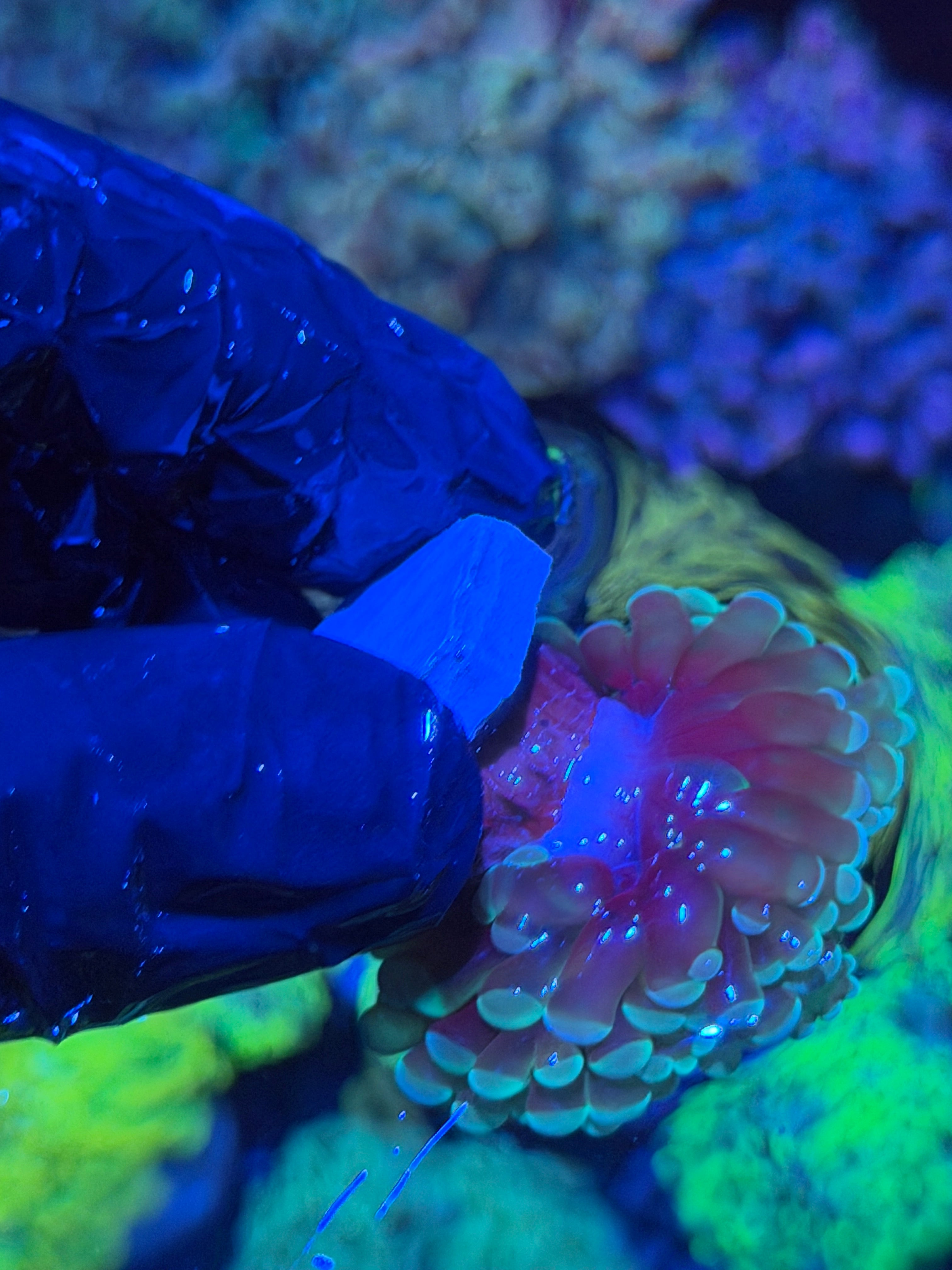 JEA Kaleidoscope Hammer Coral 1 XL Heads 12/1