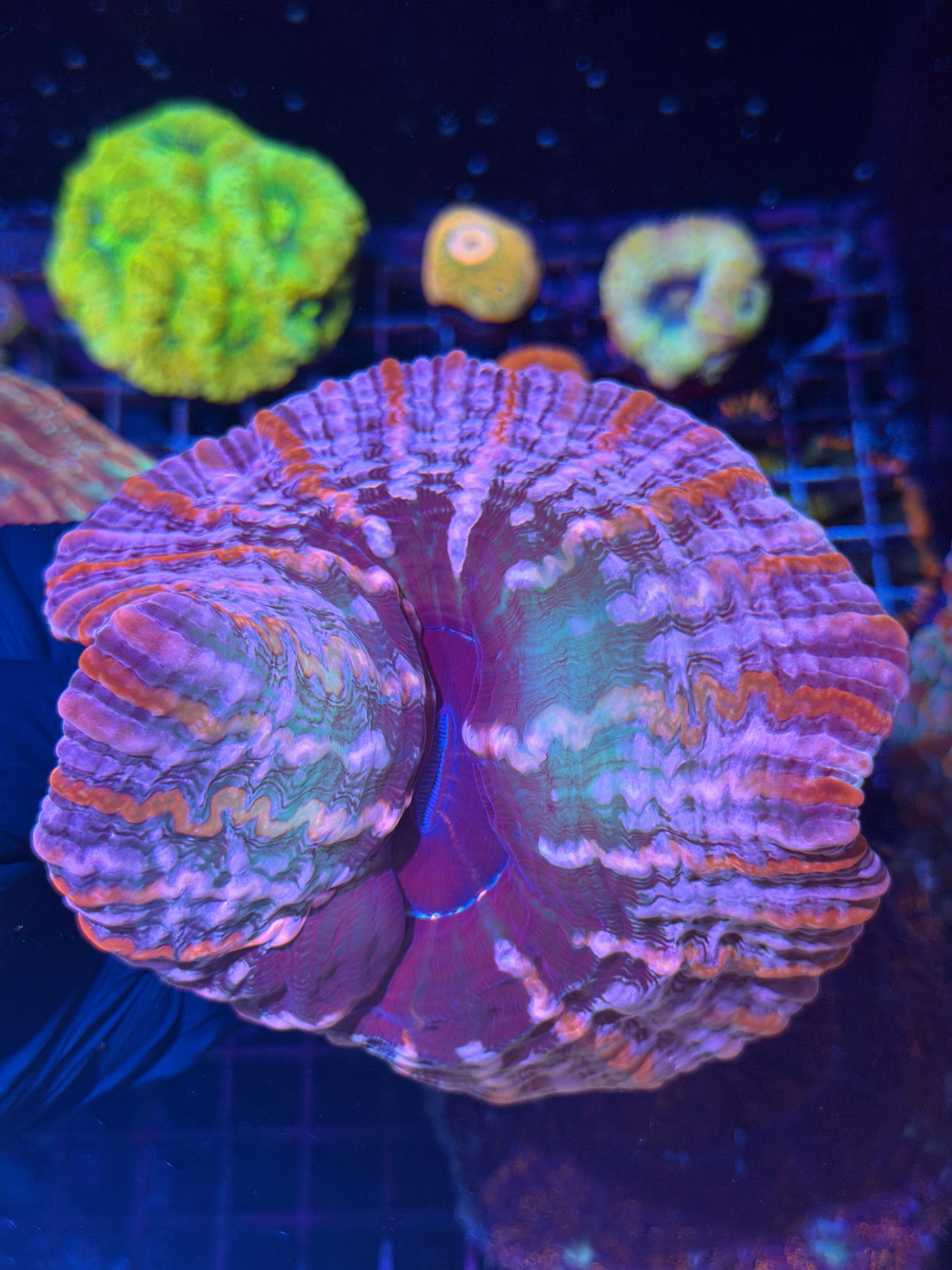 Insane Purple / Multicolor Indophyllia XL