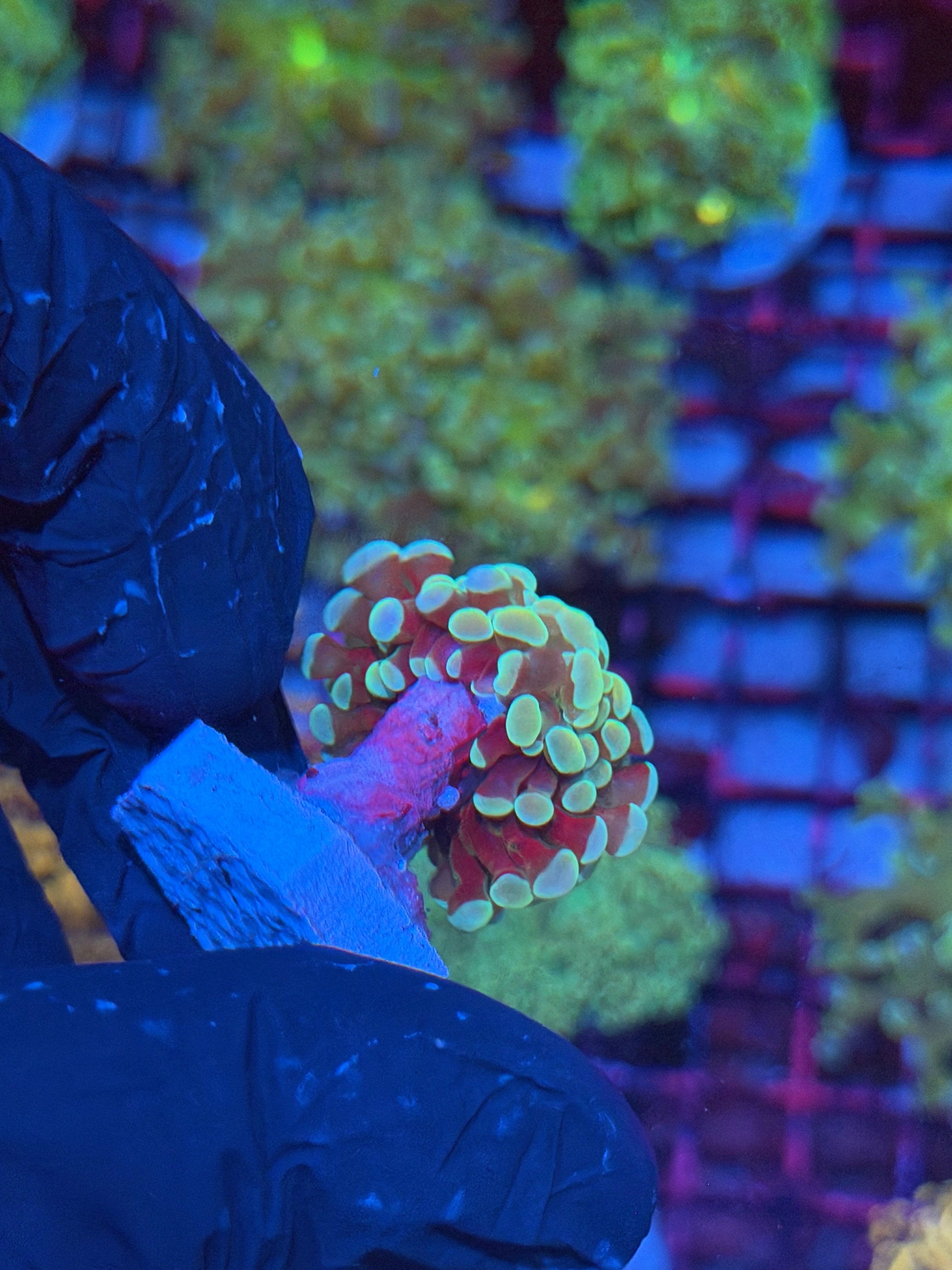 JEA Rainbow Fusion Hammer Coral 1 Head 7/31