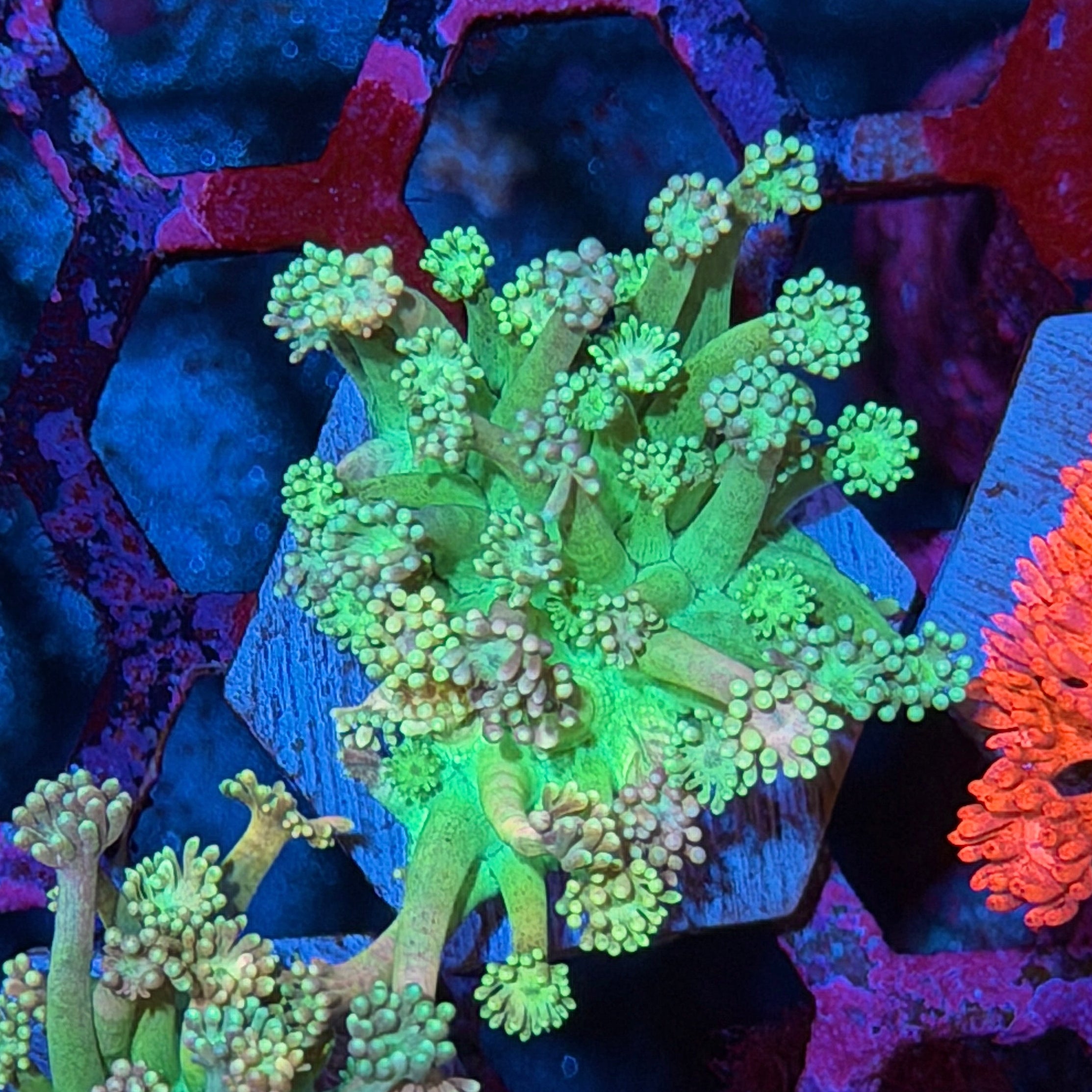JEA Rainbow Mint Goniopora Coral *New Release* 7/26