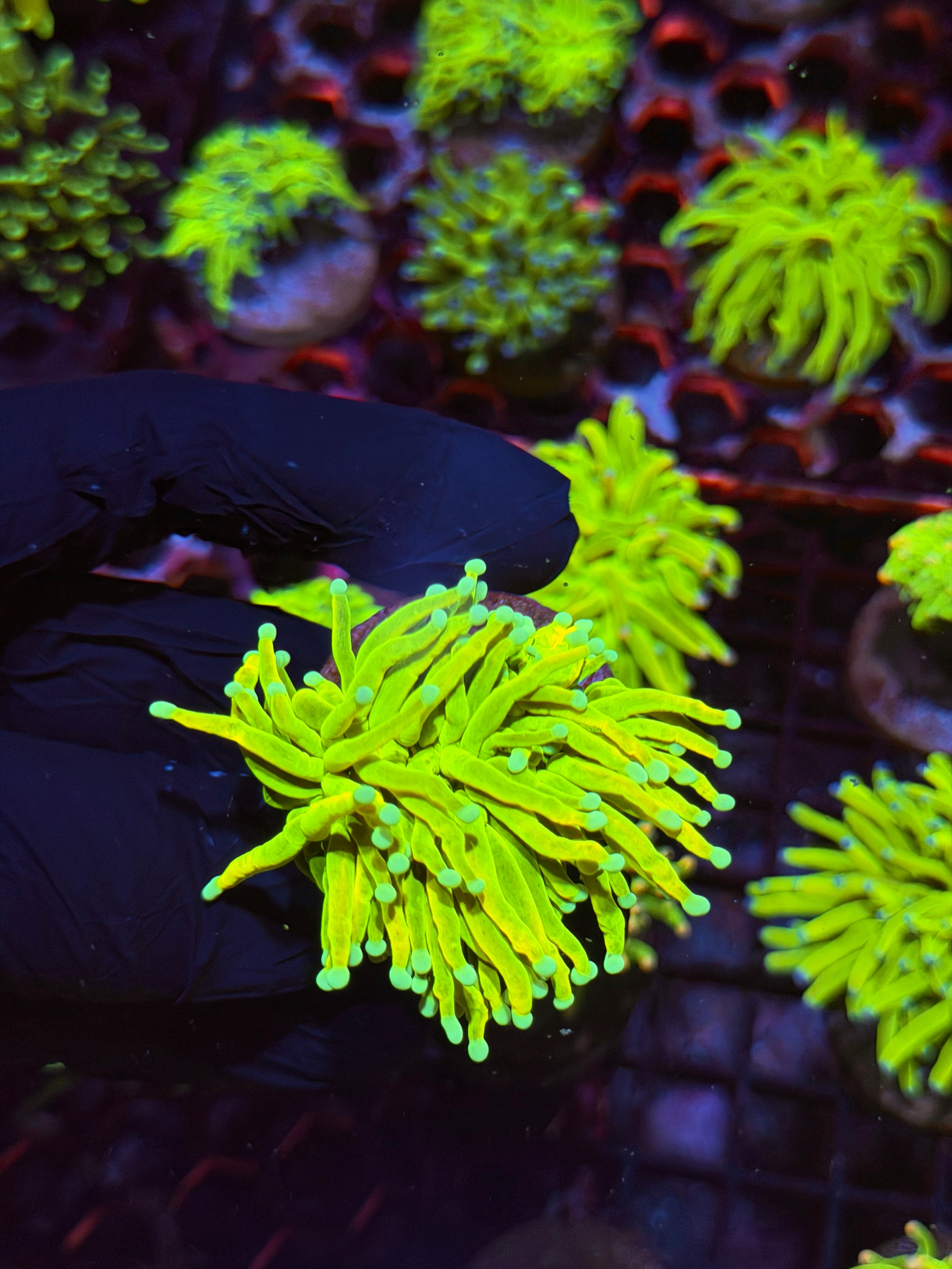 JEA Avalanche Holy Grail Torch Coral 1 XL Head Splitting 8/29
