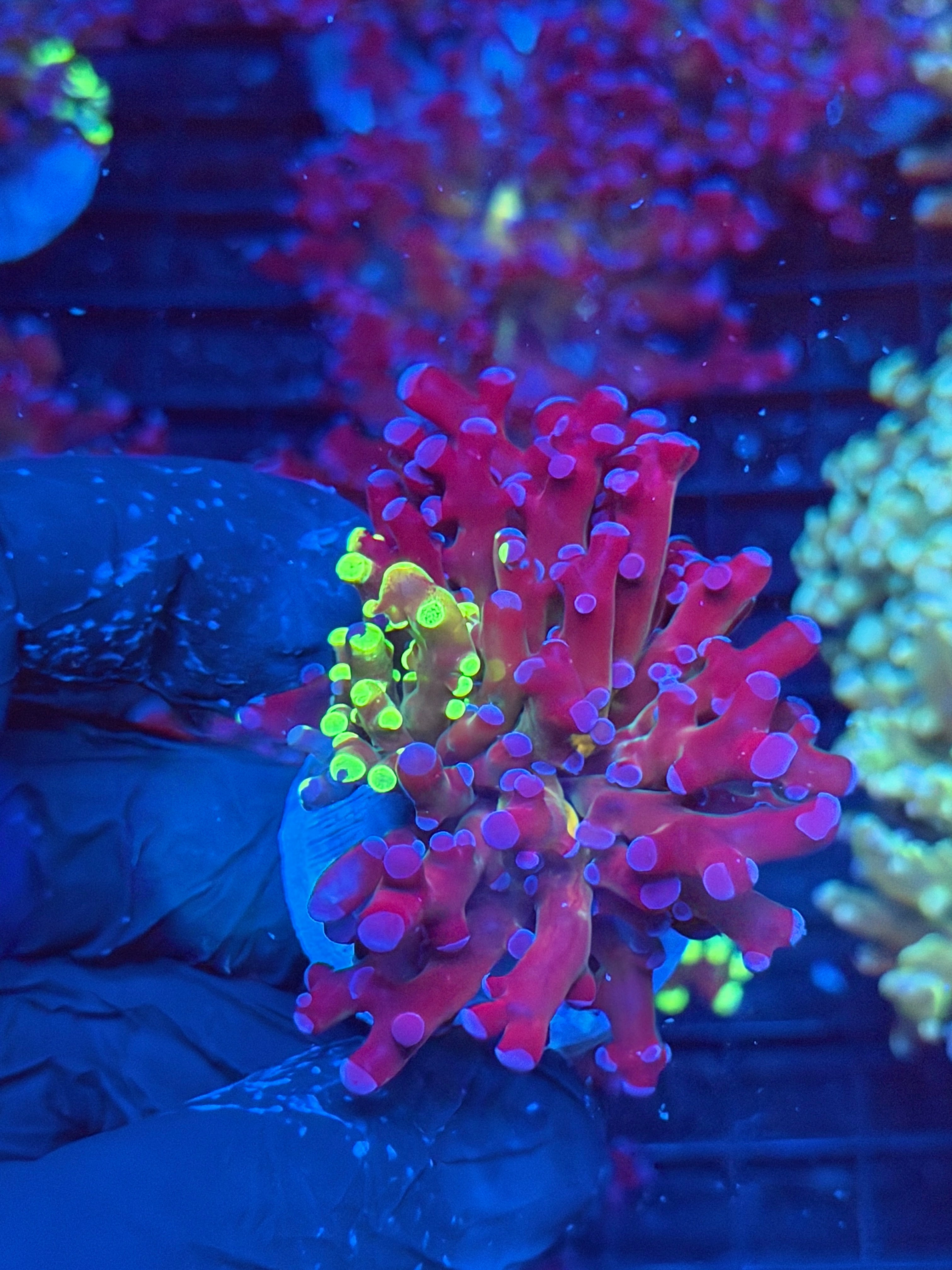 JEA Grafted Mardi Gras Frogspawn Coral 1 Xl Head 9/6