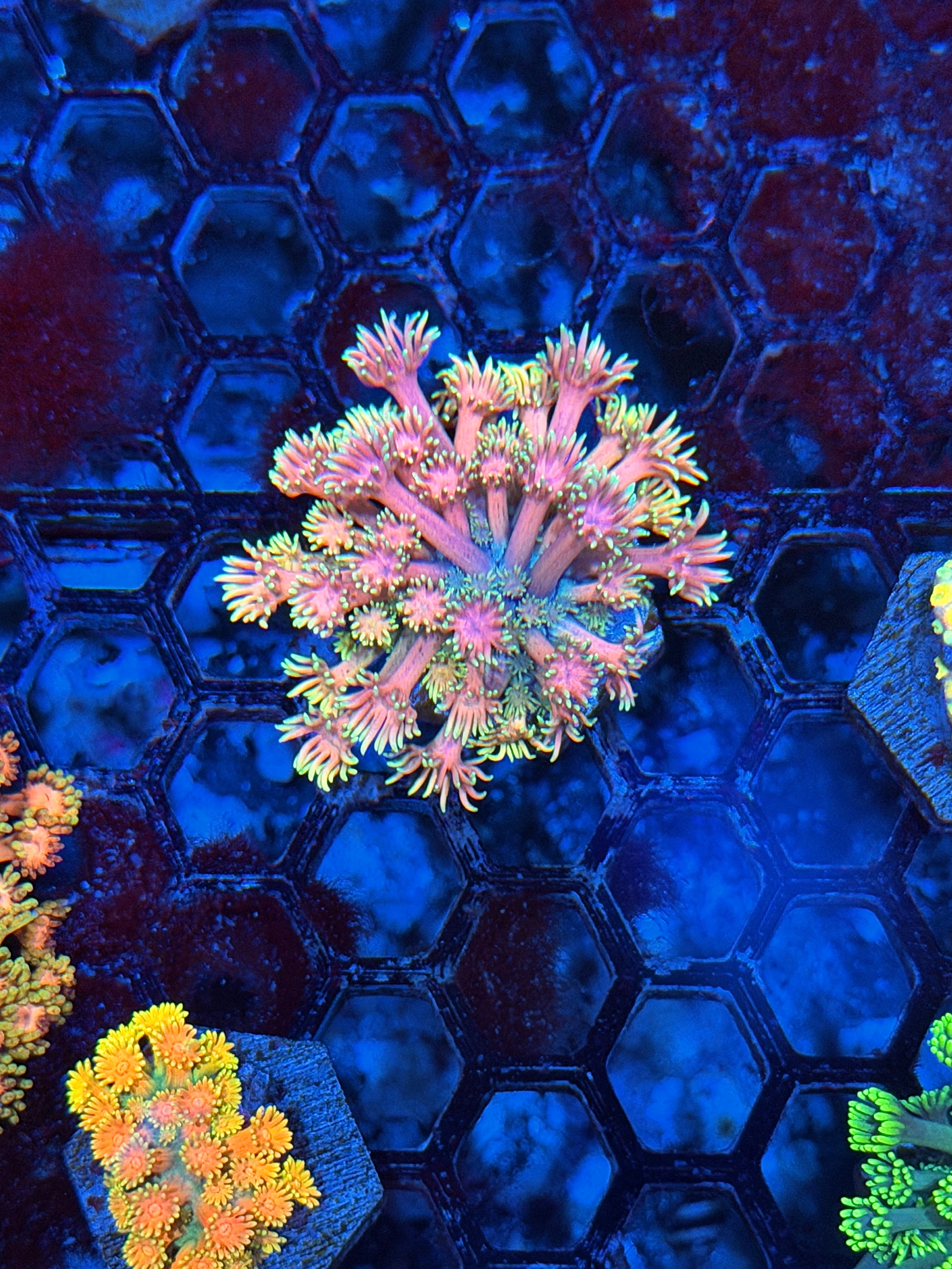 JEA Strawberry Daiquiri Goniopora Coral