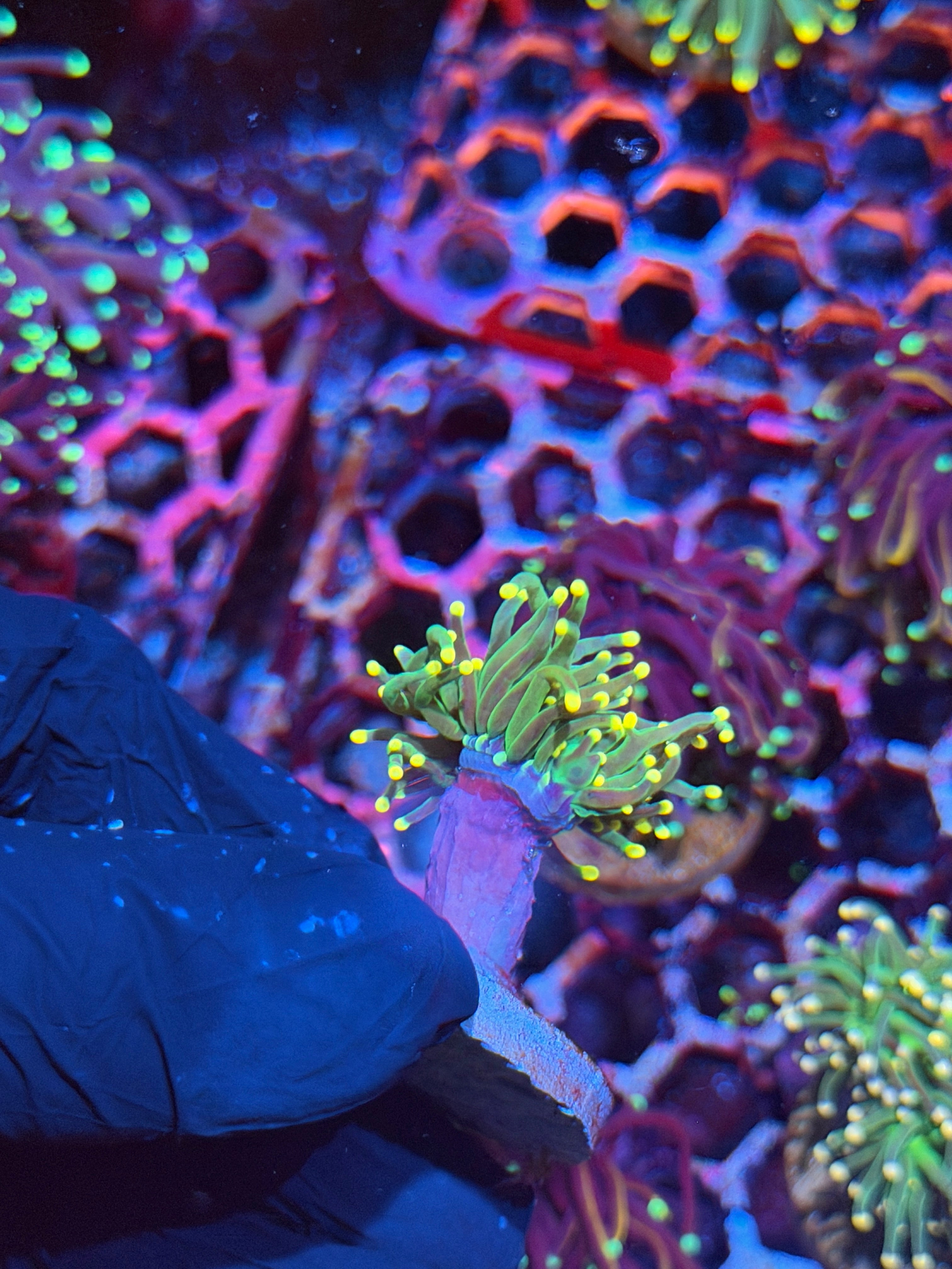 JEA Lemon Drop Torch Coral 1 Head 8/28