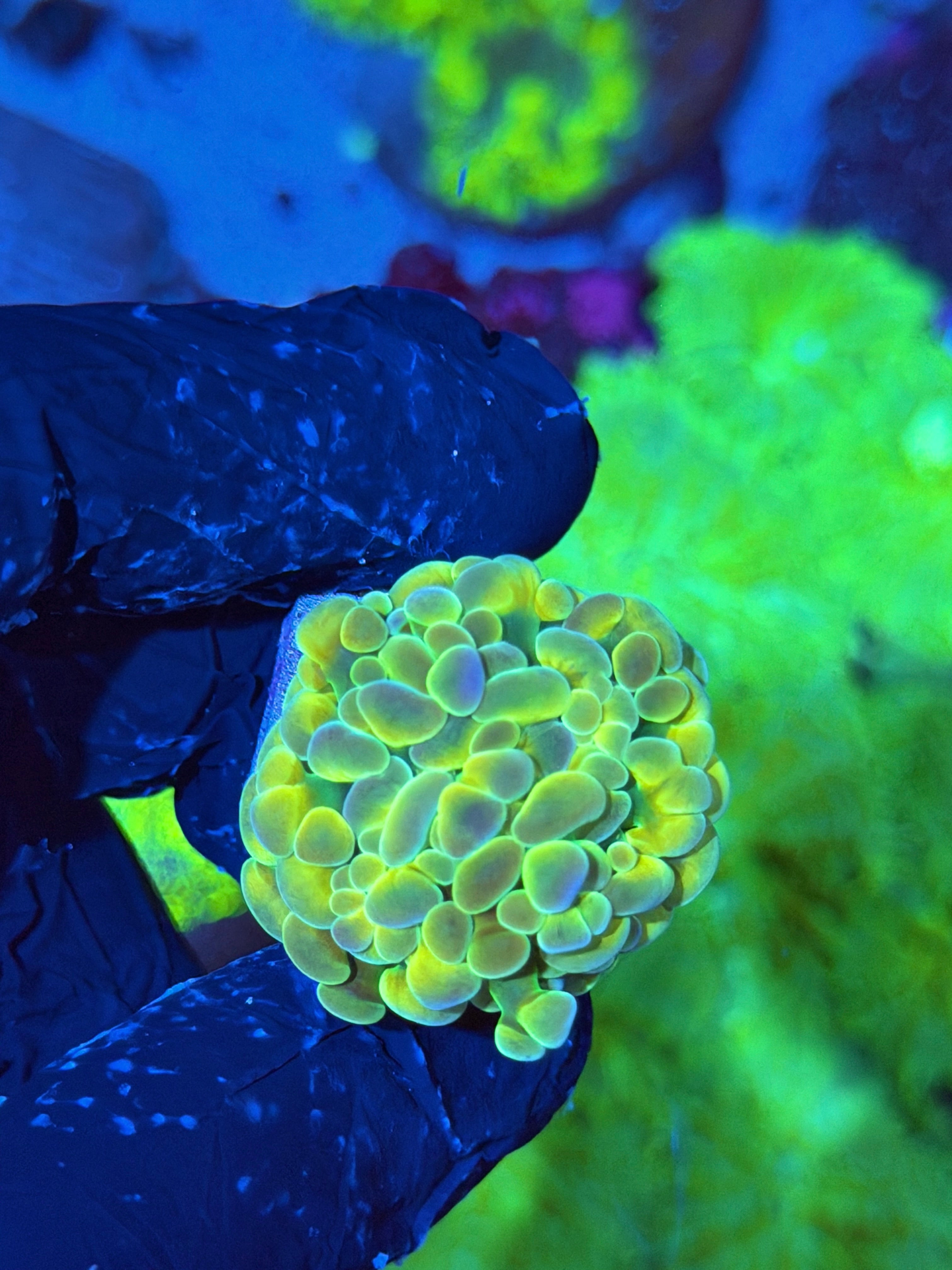 JEA Raygun Hammer Coral 1 XL Head
