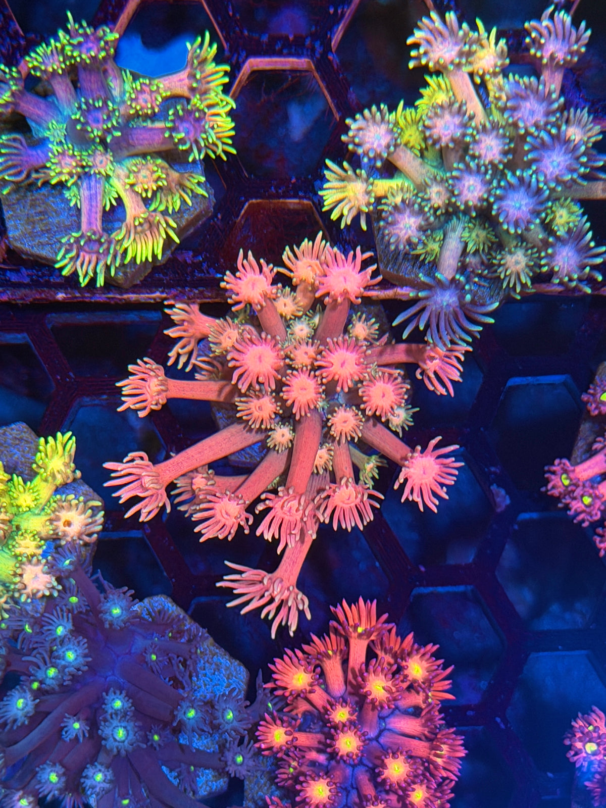JEA Strawberry Marshmallow Goniopora Coral 9/27