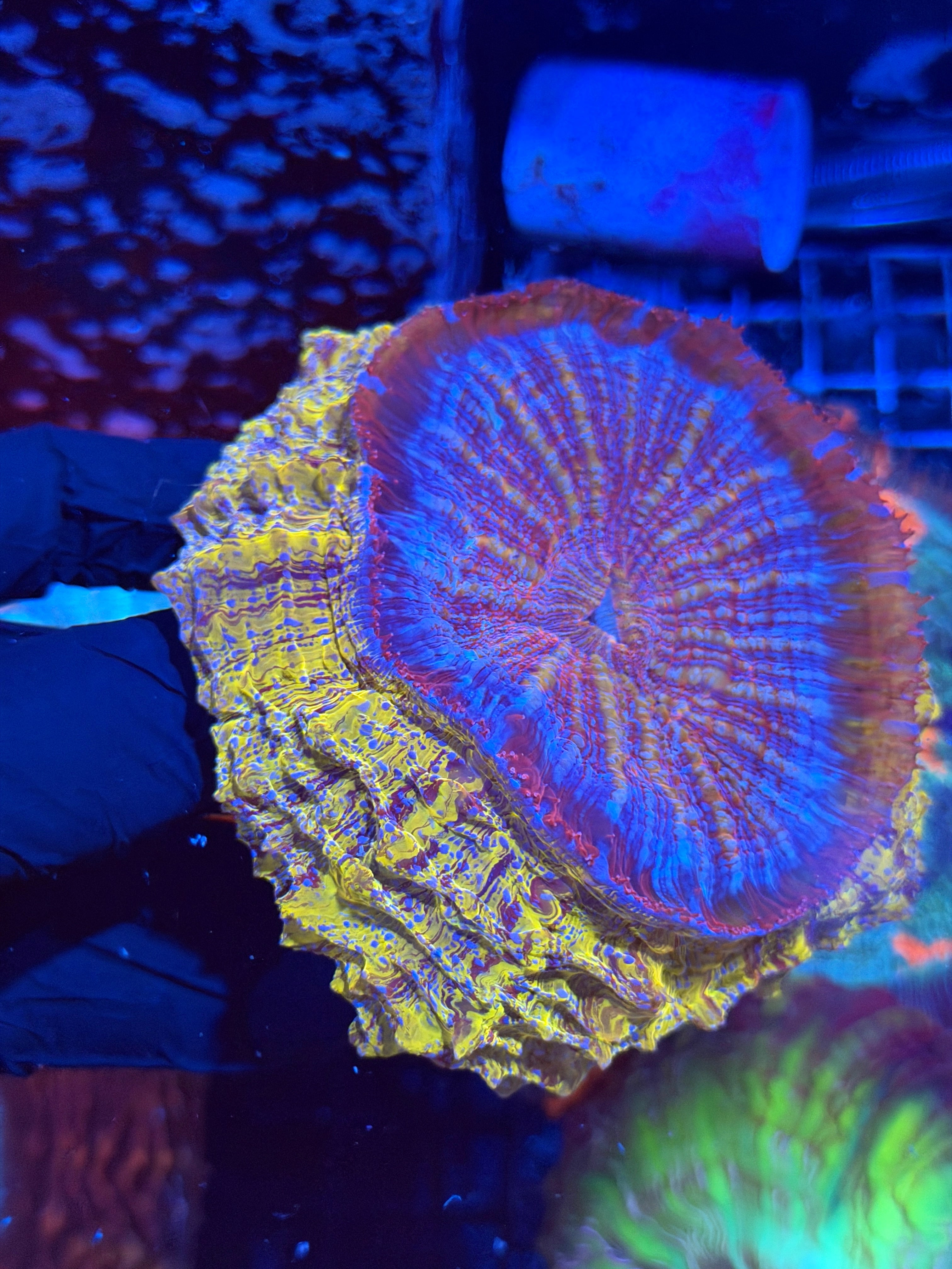 Yellow / Purple Striped Acanthophyllia Meat Coral XL