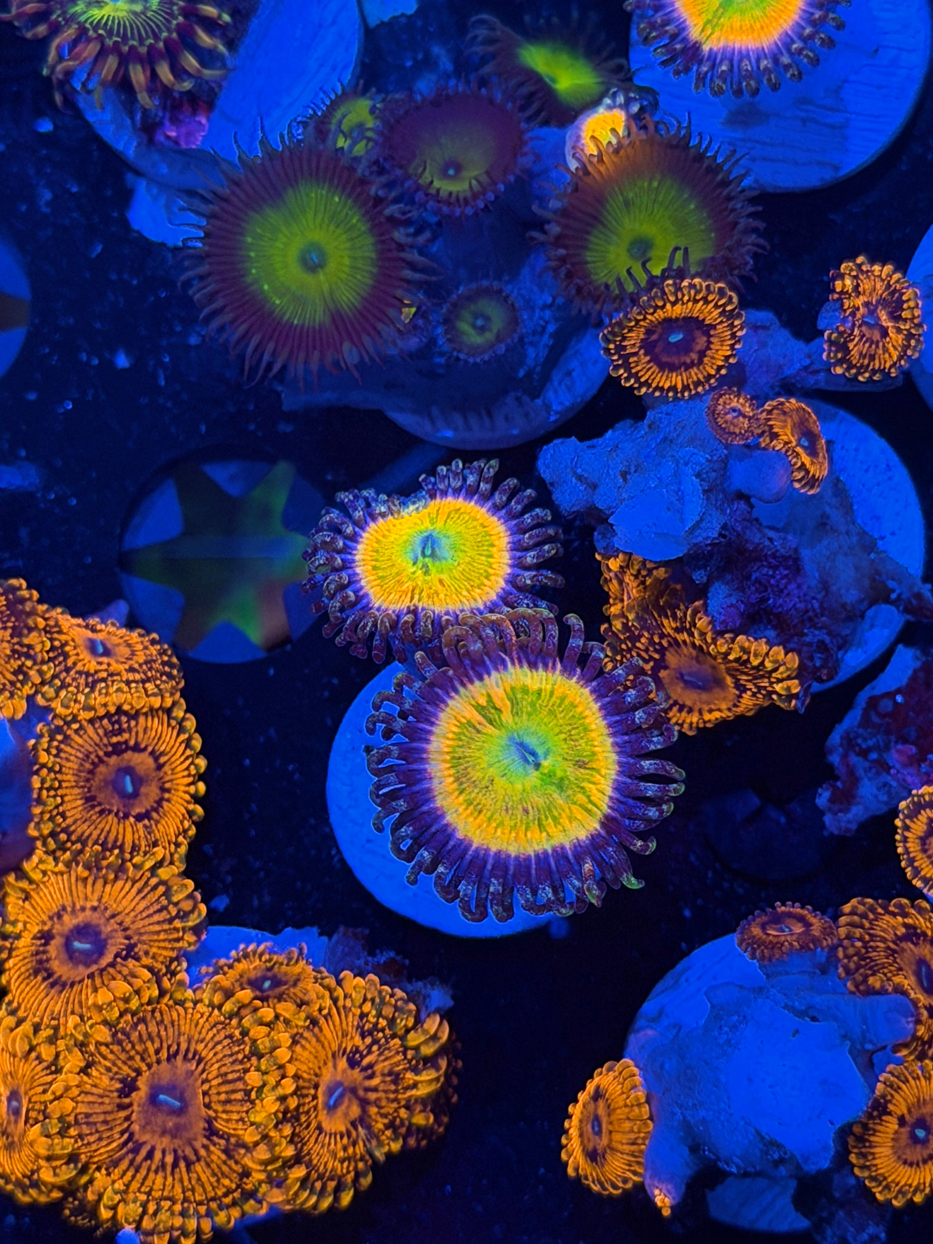 JEA Rainbow Incinerator Zoanthid Coral 2 XL Polyps 5/1