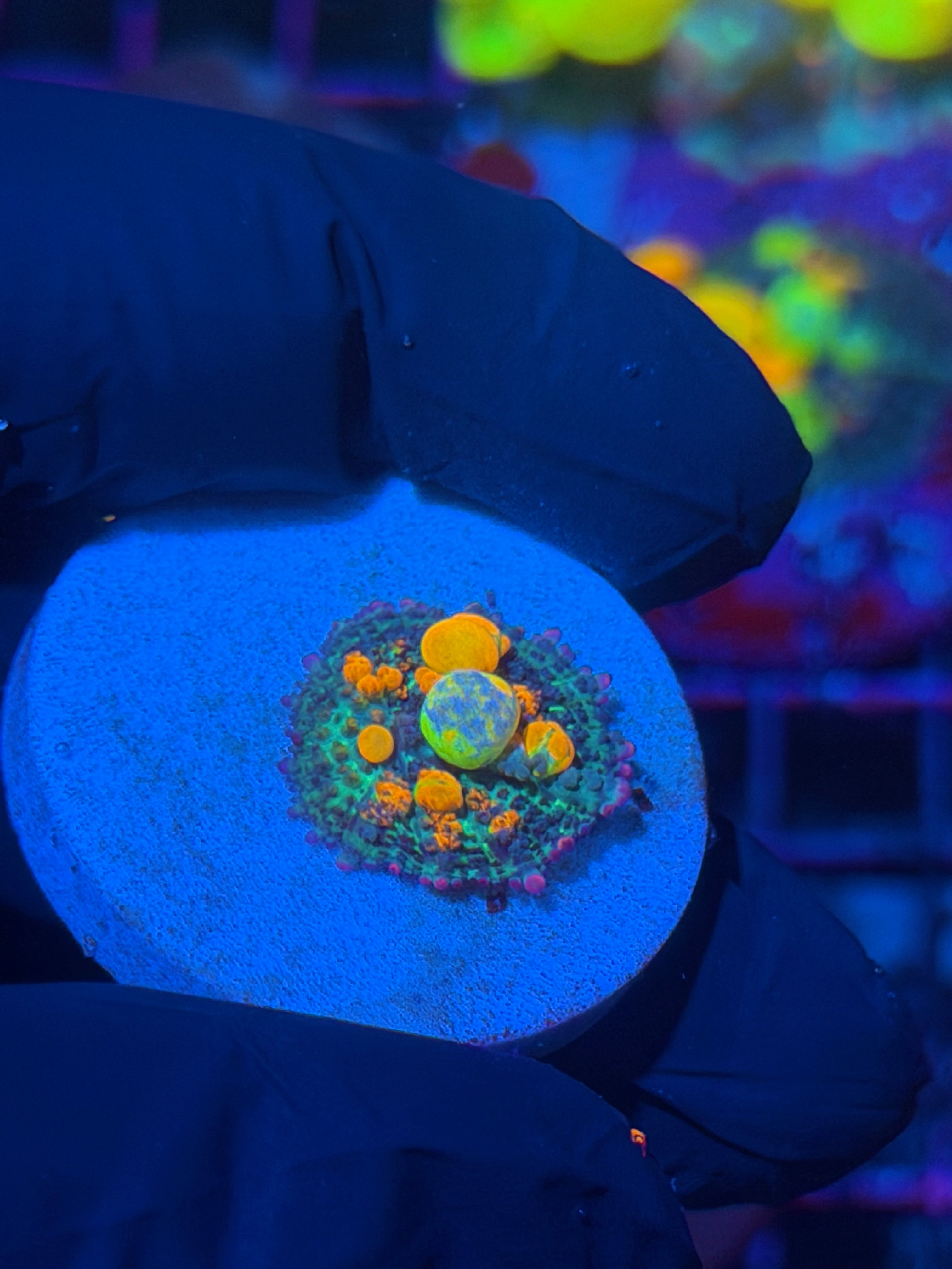 WWC OG Bounce Mushroom Coral Insane Multi Color Bounce 12/1