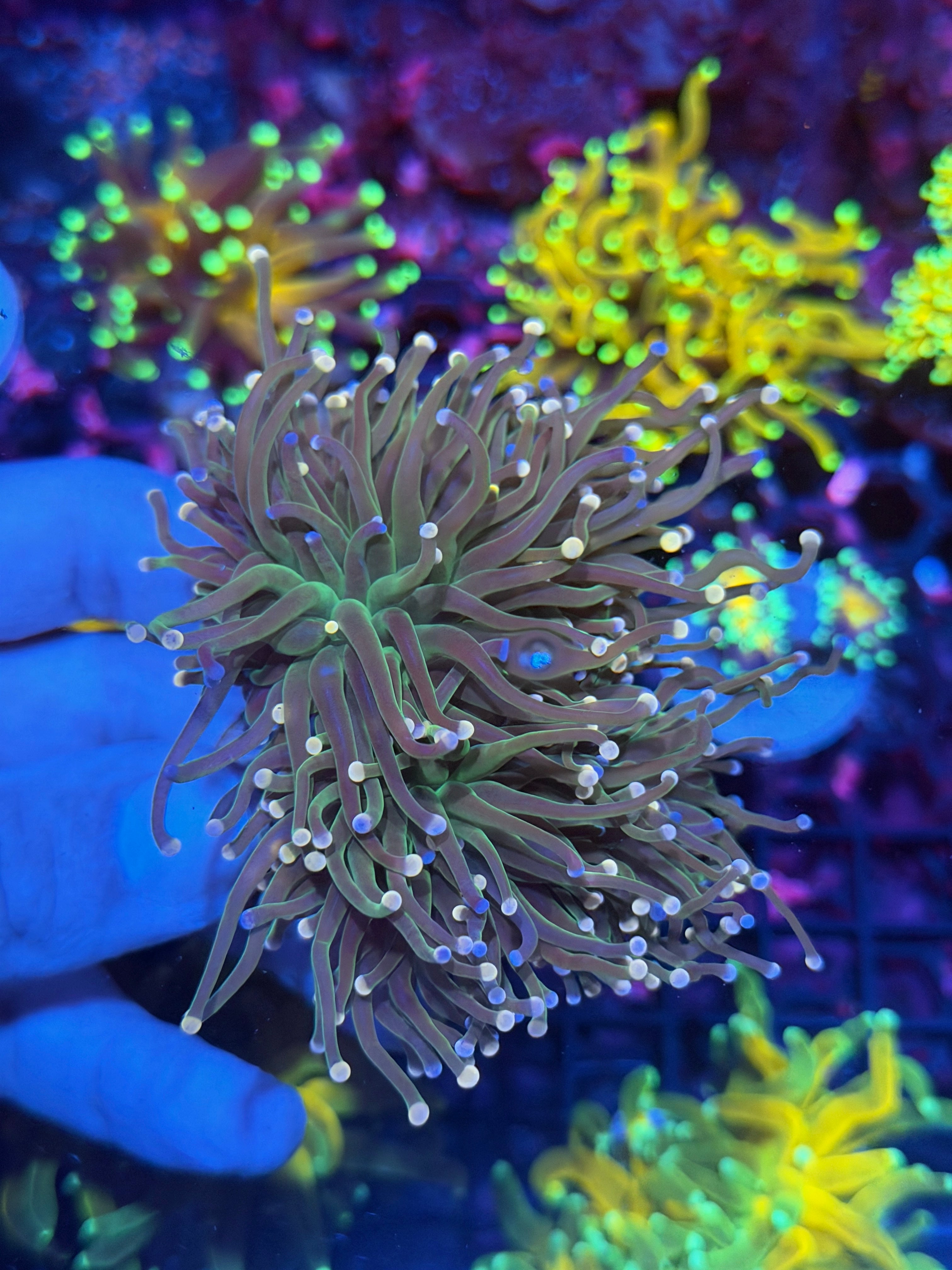 JEA Confetti Torch Coral 3 XXL Heads Splitting 3 Colored Tips 11/28