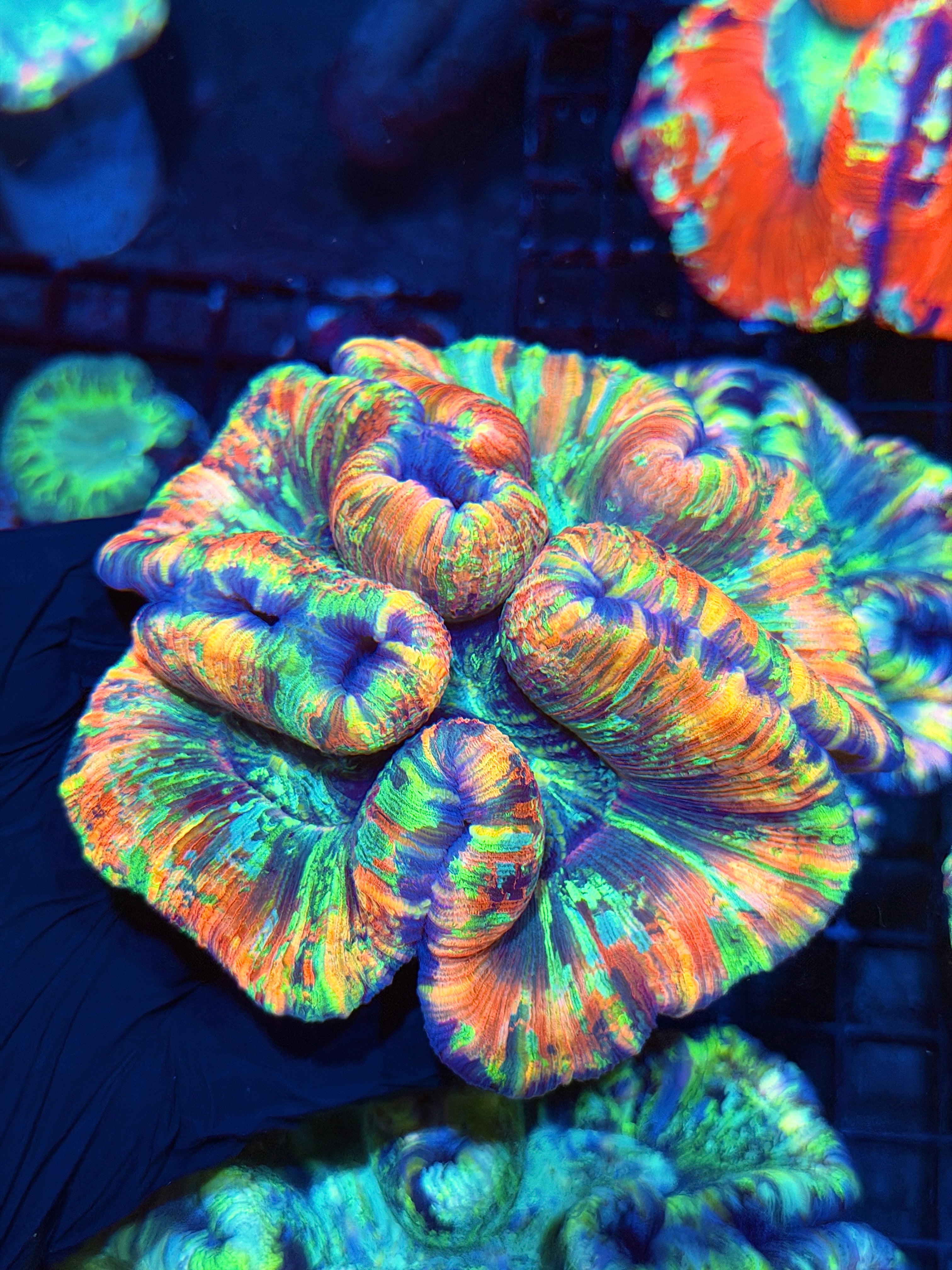Rainbow Trachyphyllia Meat Coral XXL Show Piece
