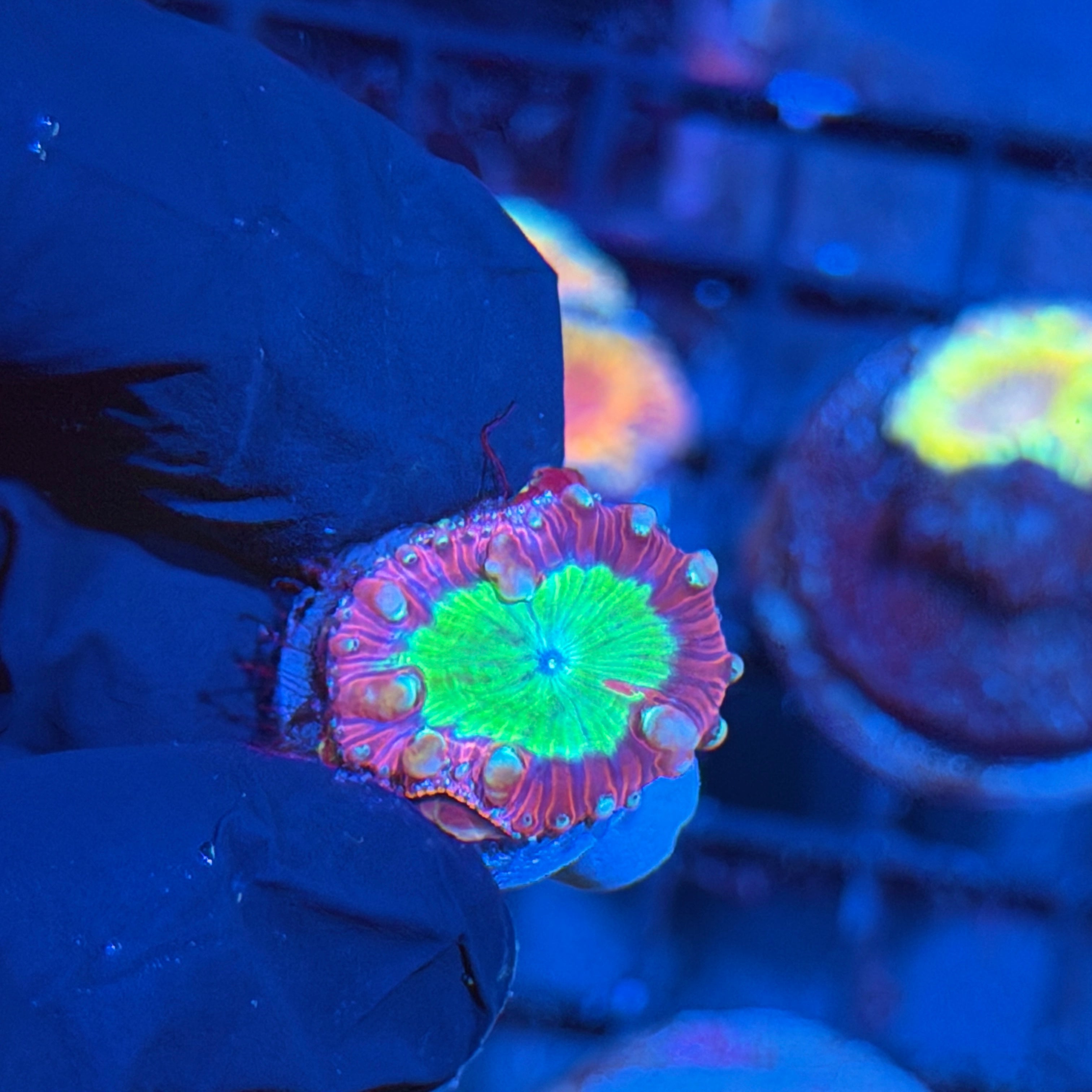 JEA Exorcist Blastomussa Coral Grafted LAST FRAG AVAILABLE 6/4