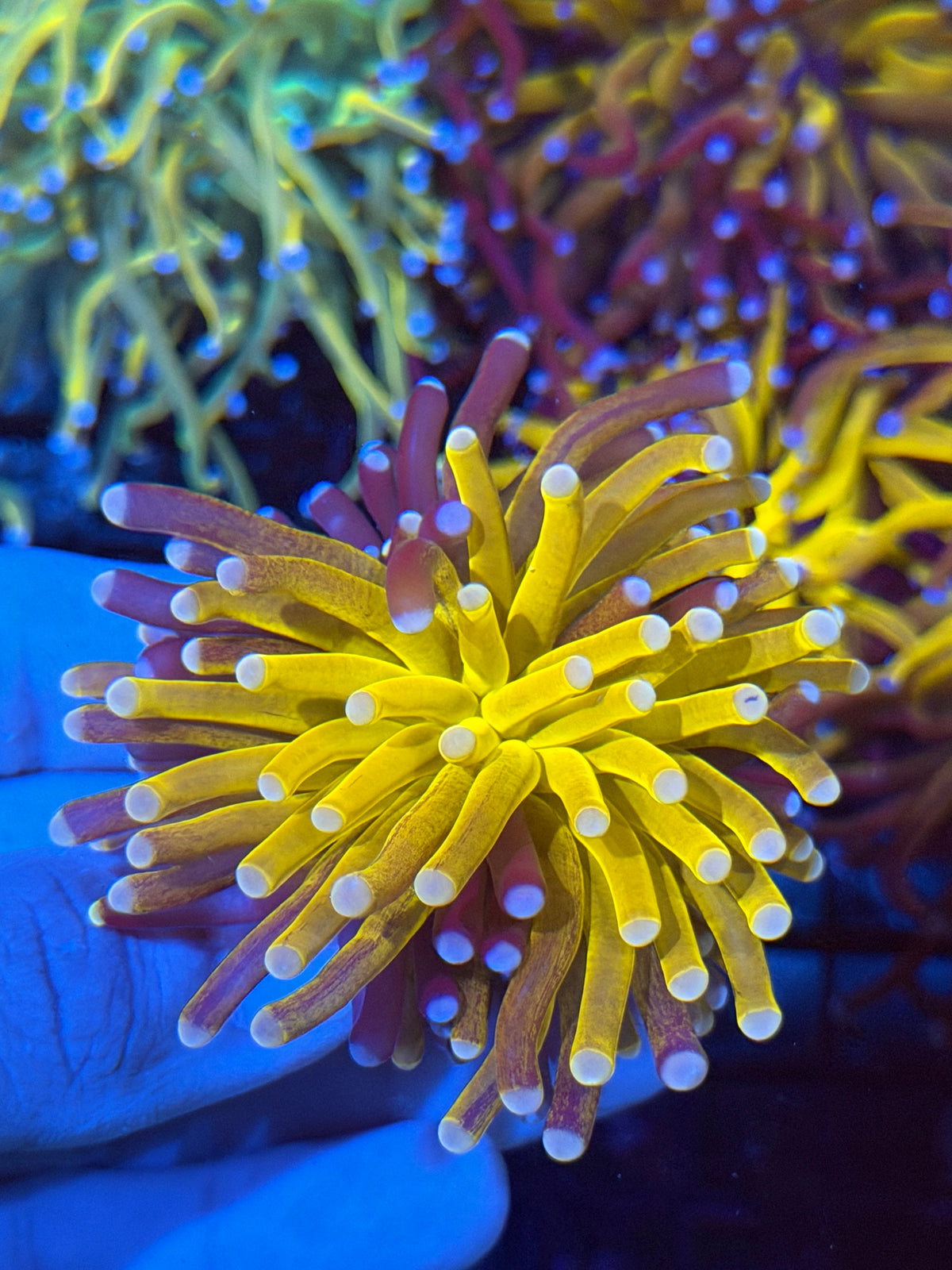 JEA Grafted Orange Tiger Torch Coral Pink Tips RARE 9/22