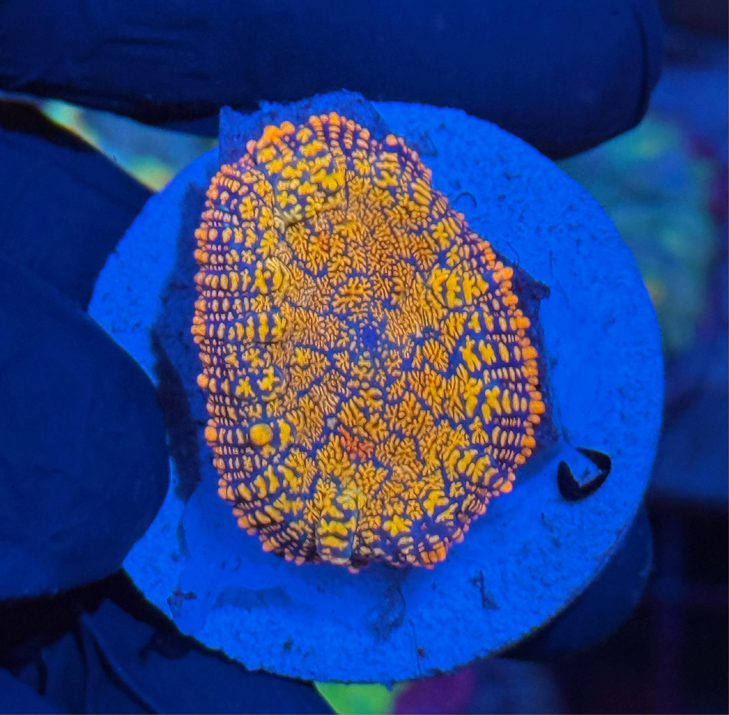 JEA Maui Fire Rhodactis Mushroom Coral  XL