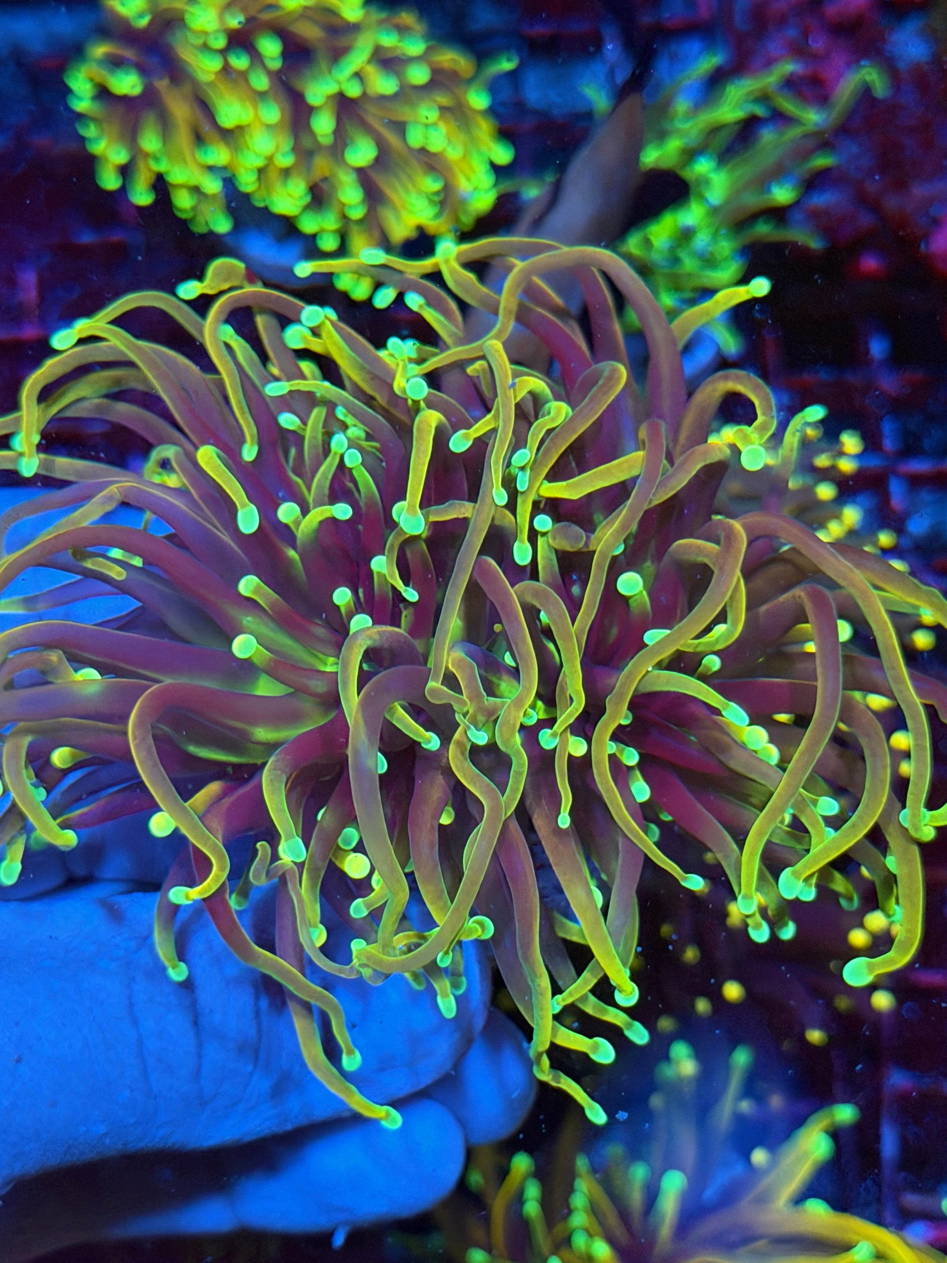 JEA 21 Tails Torch Coral 2 XXL Heads