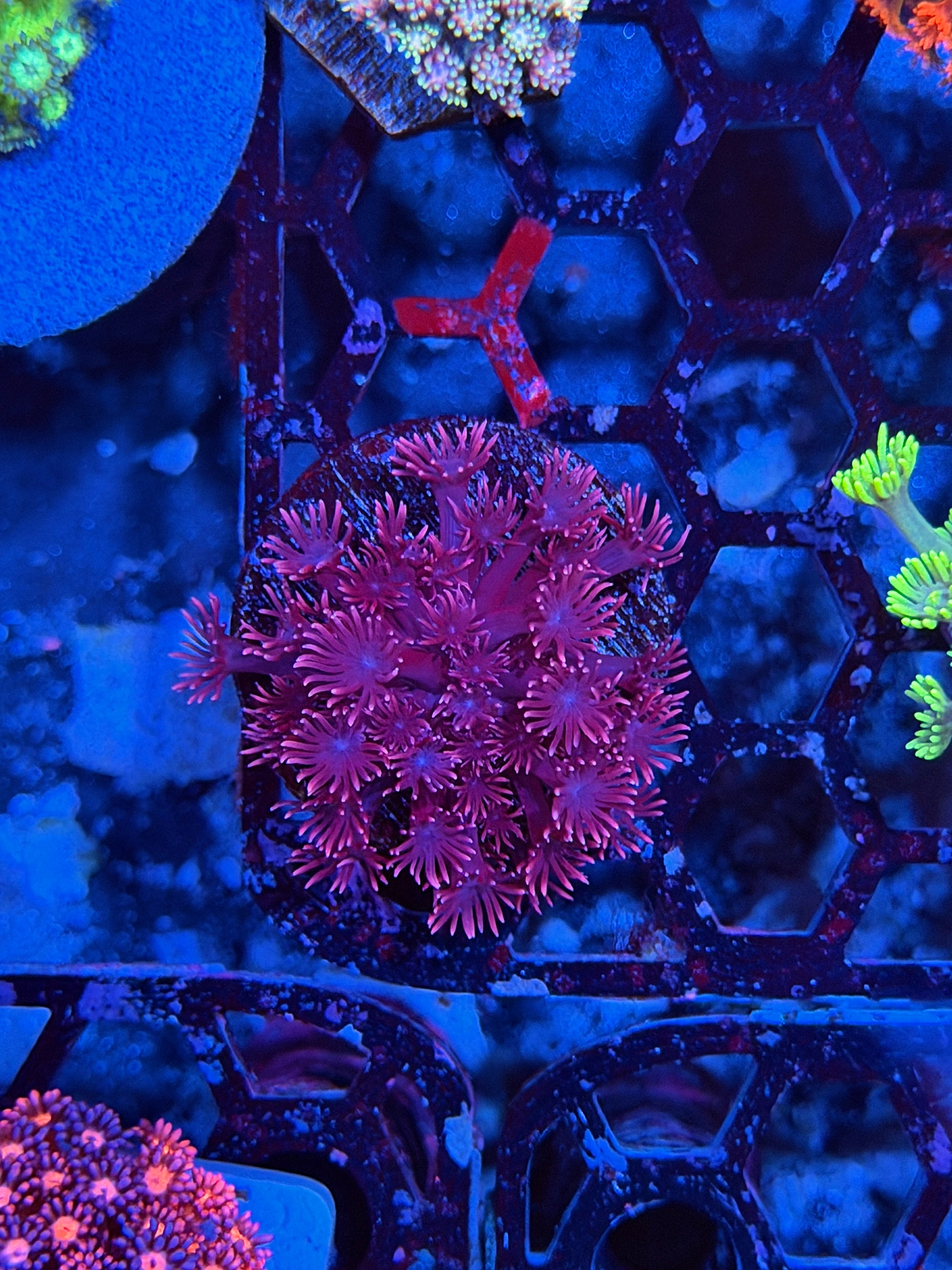JEA Bloodclot Goniopora Coral