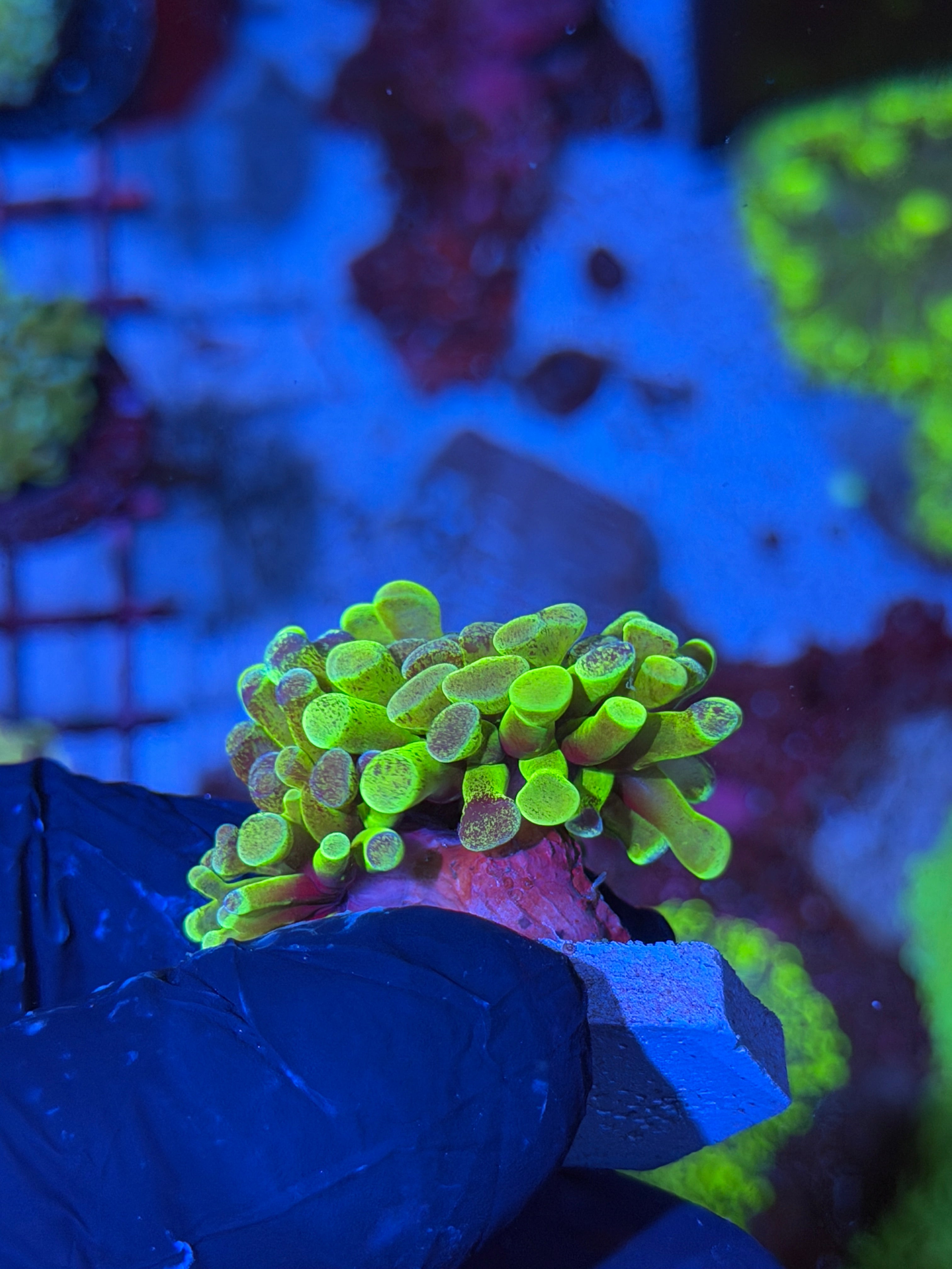 JEA Pixie Dust Hammer Coral 2 Heads