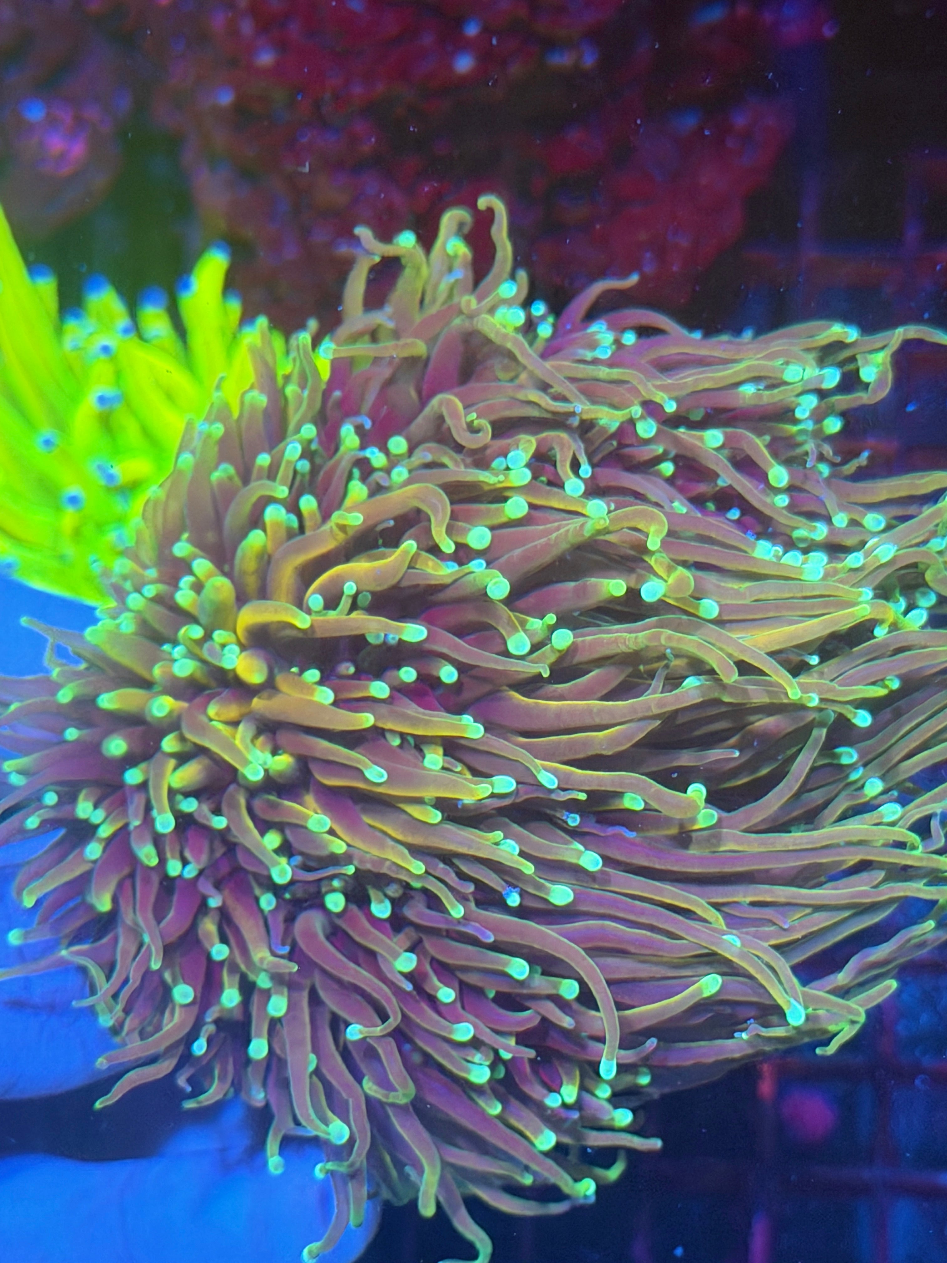 JEA Honey Pot Torch Coral Colony 8 Heads XXL -