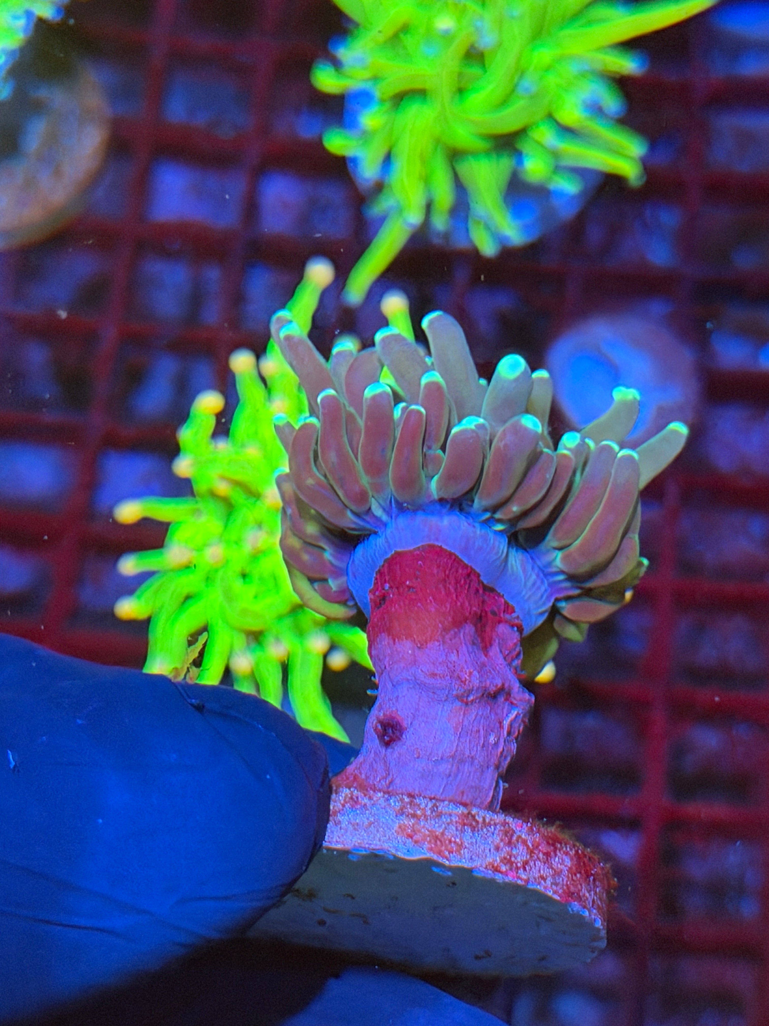 JEA Reverse Tiger Torch Coral 1 XL Head 9/6