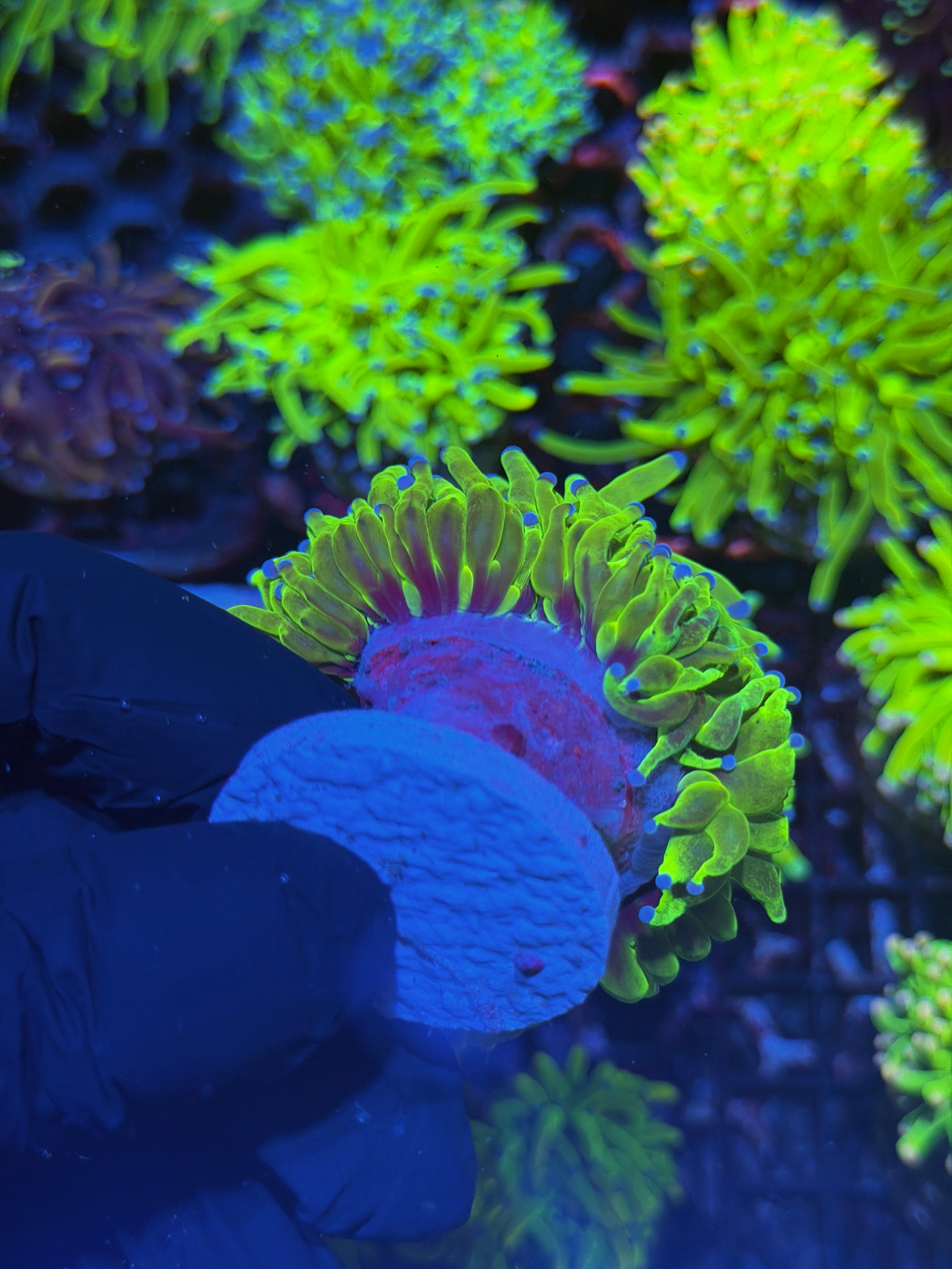 JEA Malaysian Holy Grail Torch Coral 1 XXL Head 7/31