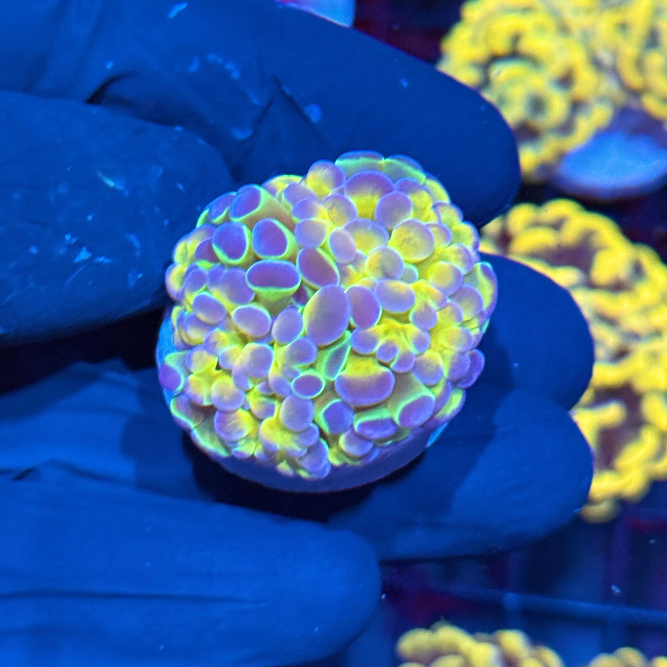 JEA Rainbow Holo Splatter Hammer Coral 10/2
