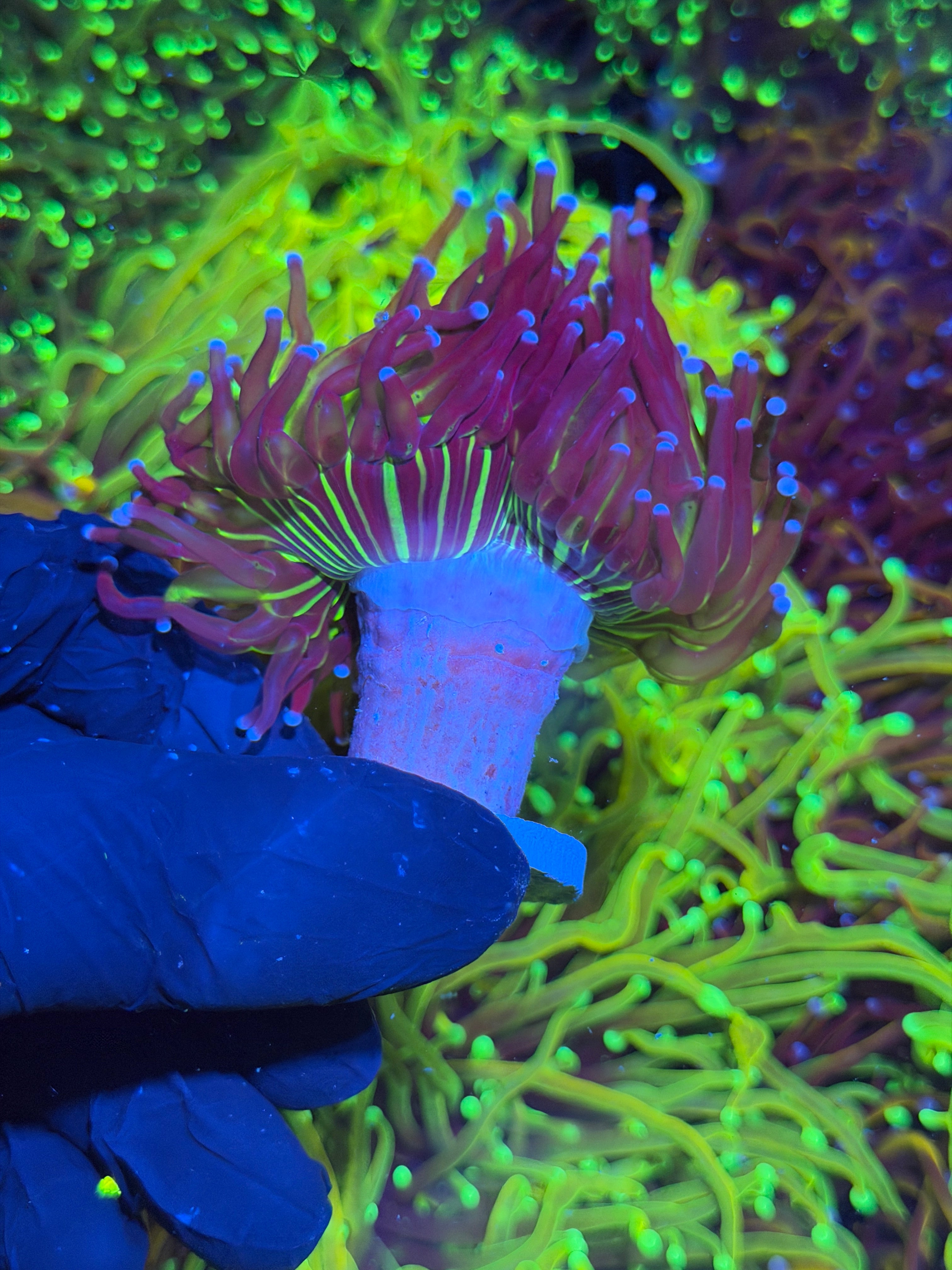 JEA Dragon God Torch Coral 1 Splitting XL Head