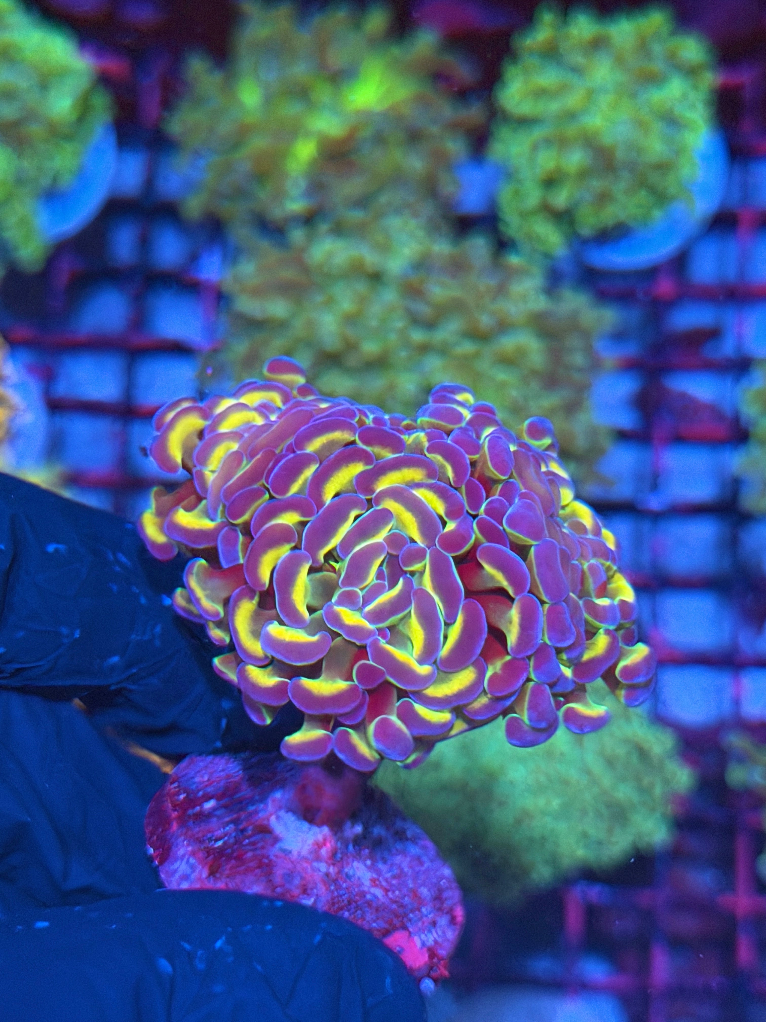 JEA Rainbow Hologram Hammer Coral Mini Colony 3 Heads XXL 8/1