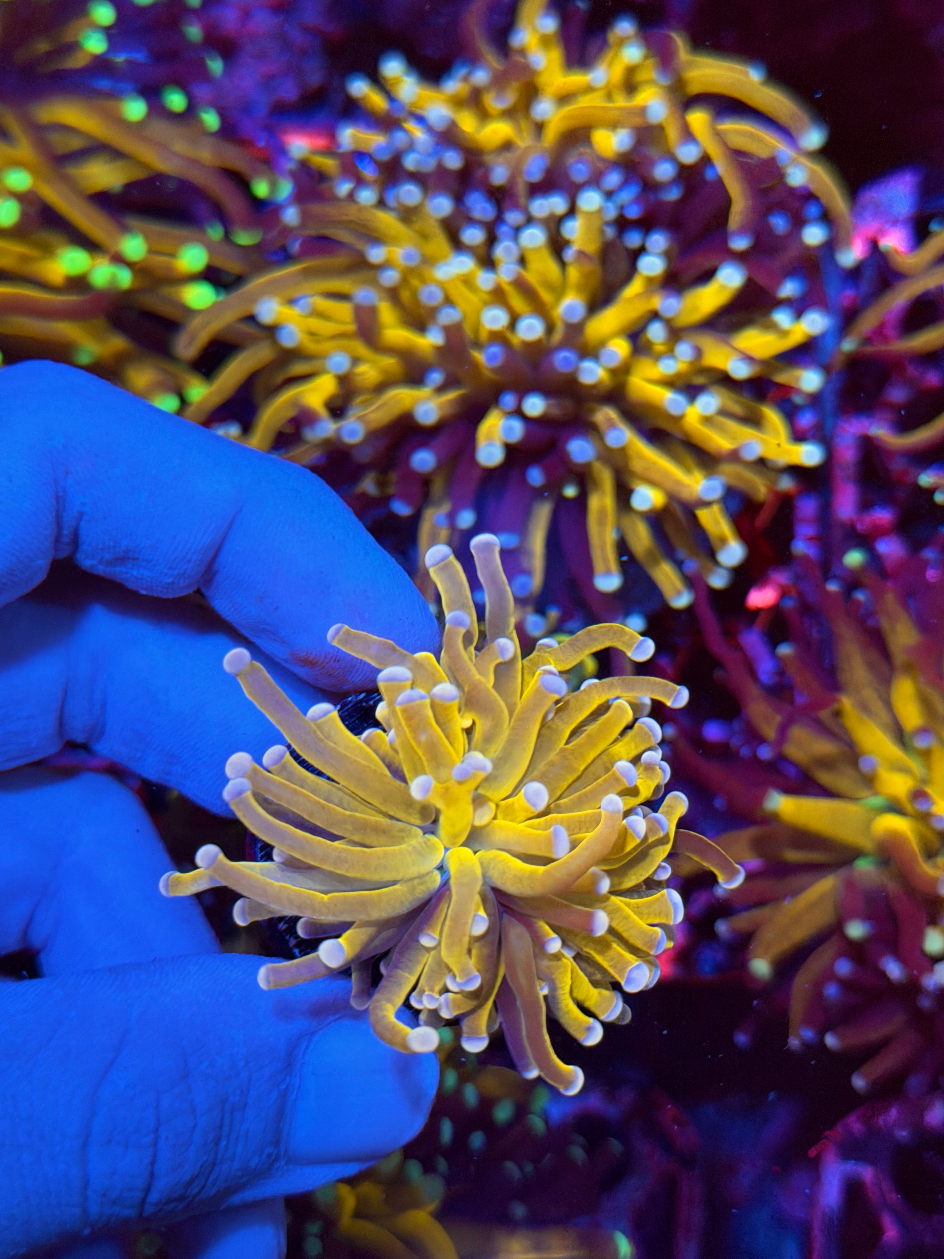 JEA Banana Torch Coral 1 XL Head 2/24