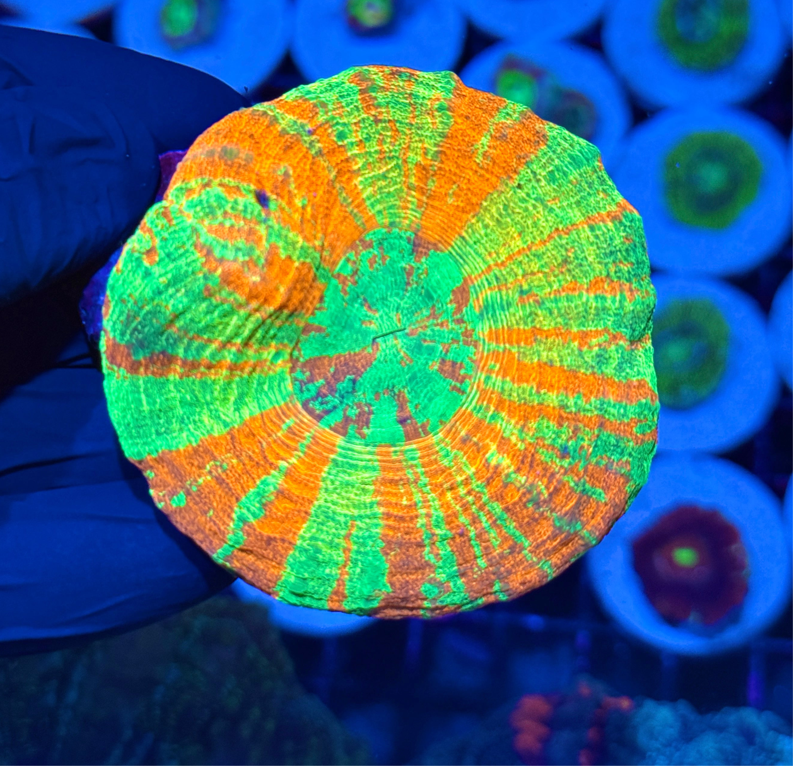 Insane Bleeding Apple Scolymia Coral Perfect Stripes Insanely Bright