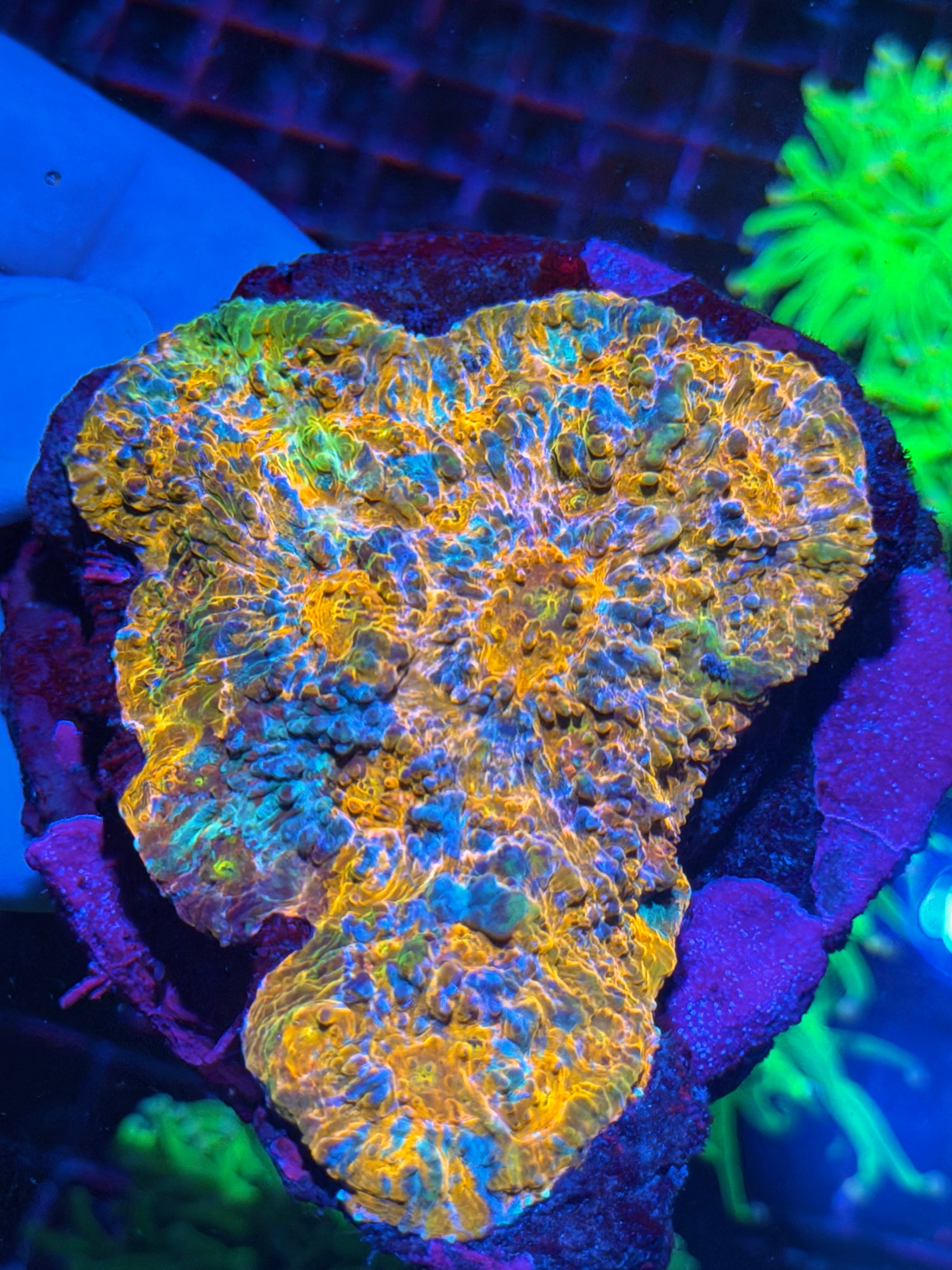 Rainbow Chalice Colony XL 7/10