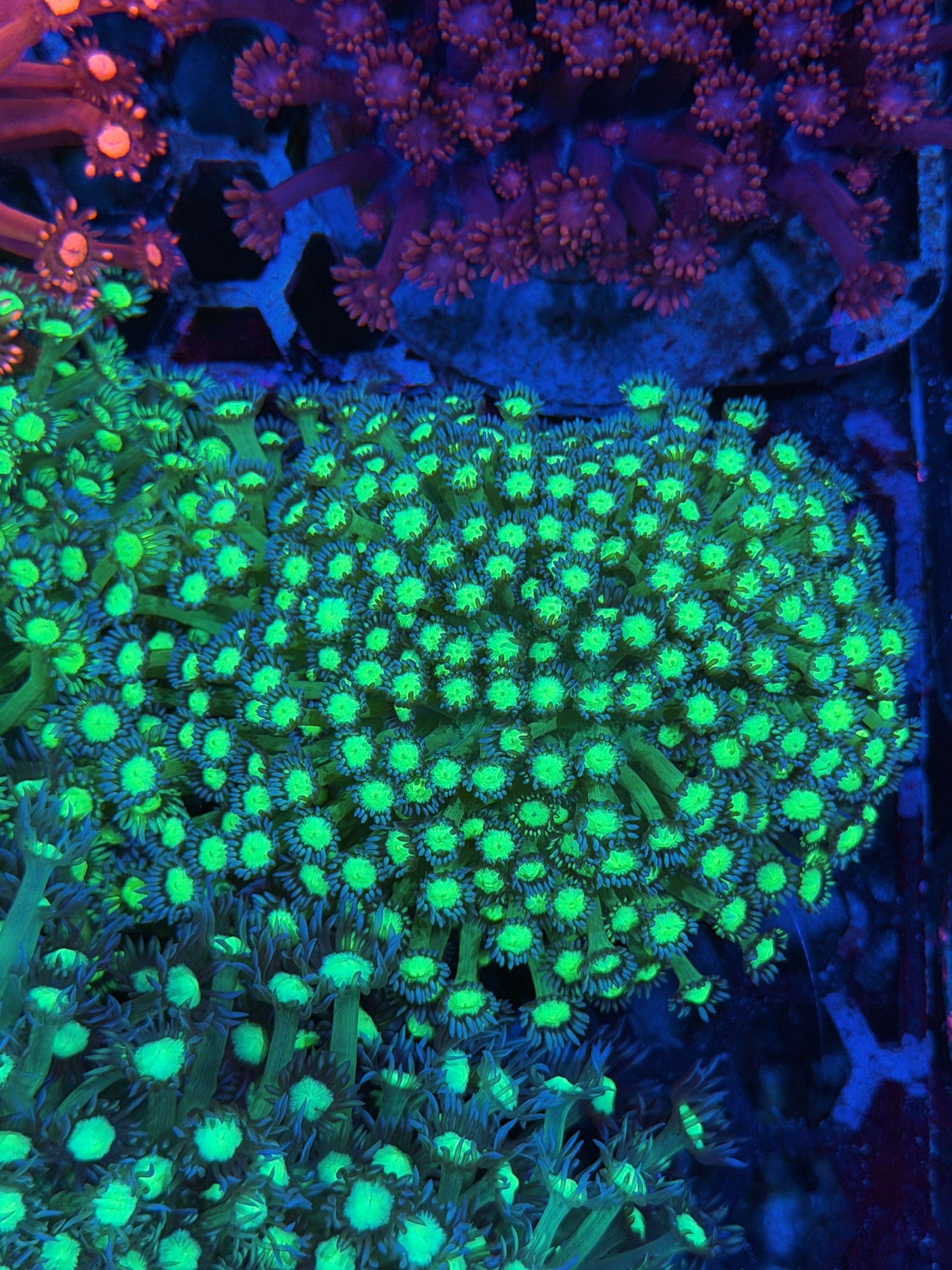 JEA Incredible Hulk Goniopora Colony XXXL