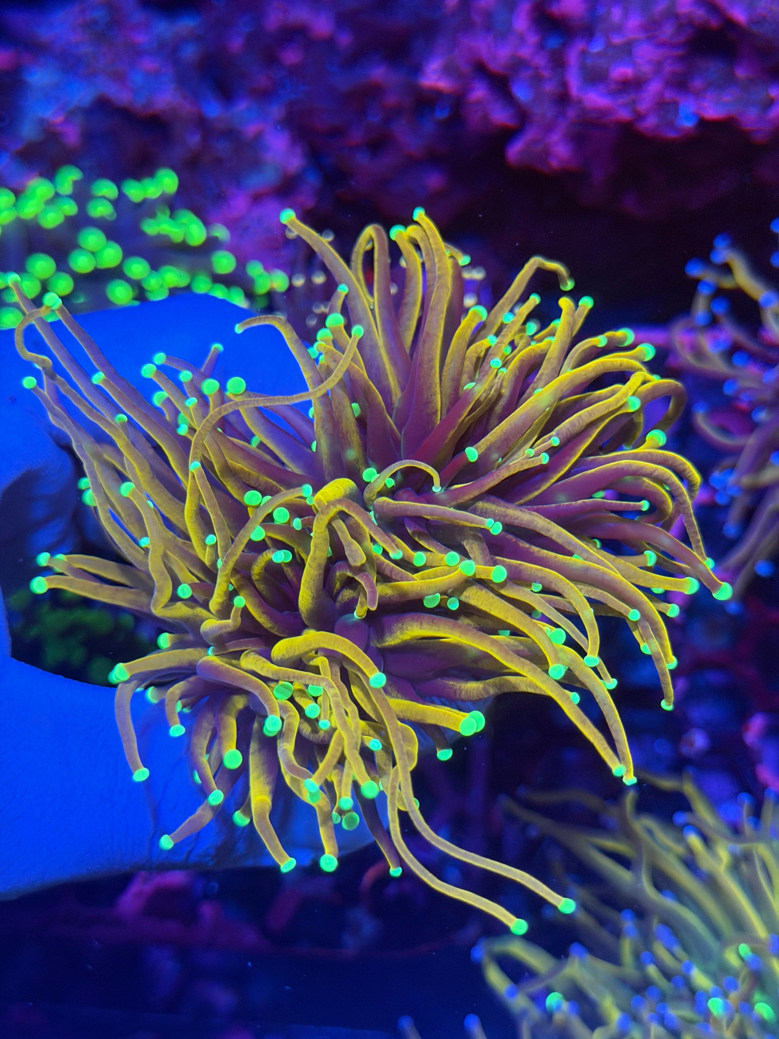 JEA Jester Torch Coral 2 Heads XXL 11/28