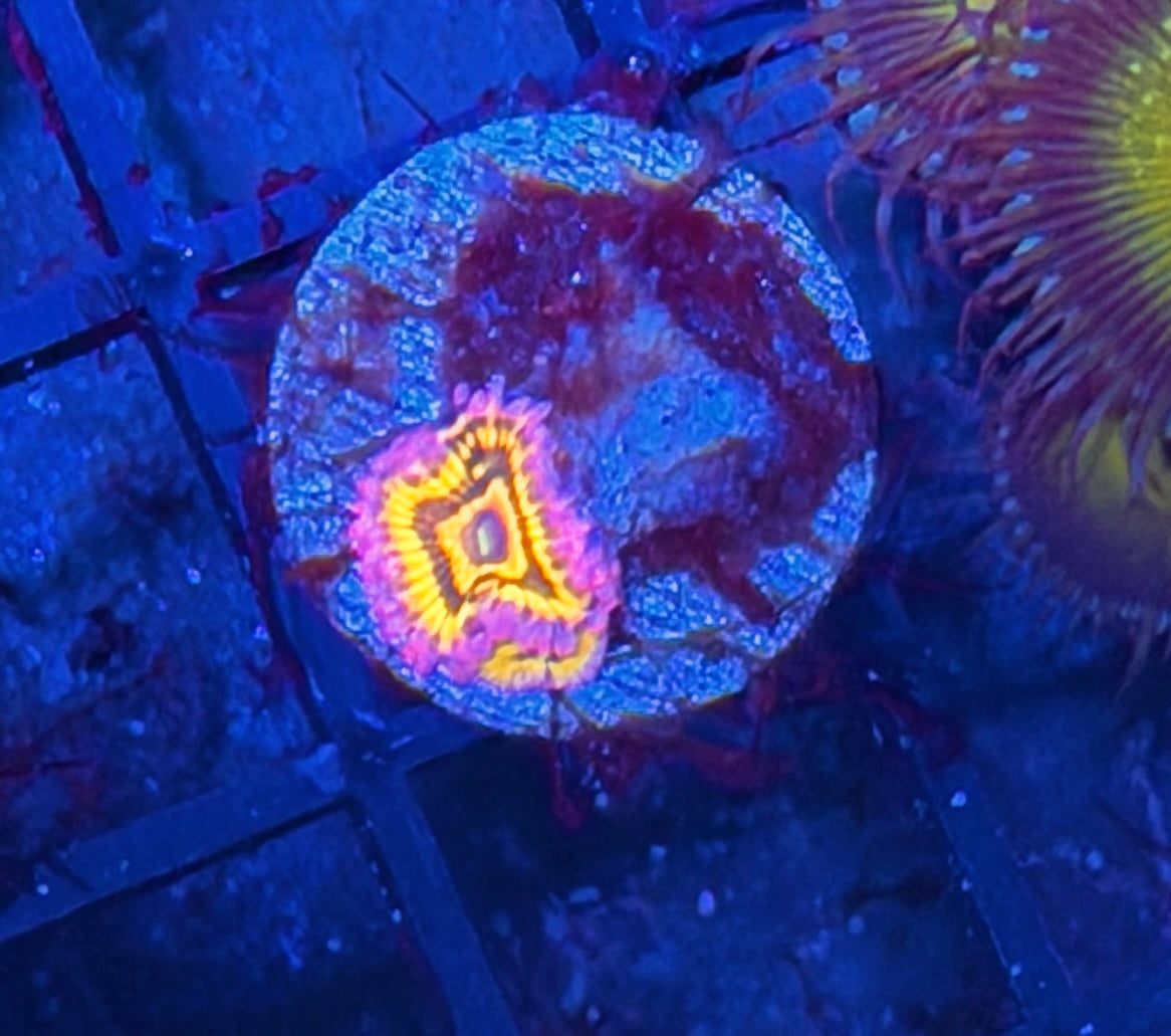 JEA OG Stratocaster Zoanthid Coral 2 PolyPS bright 8/1