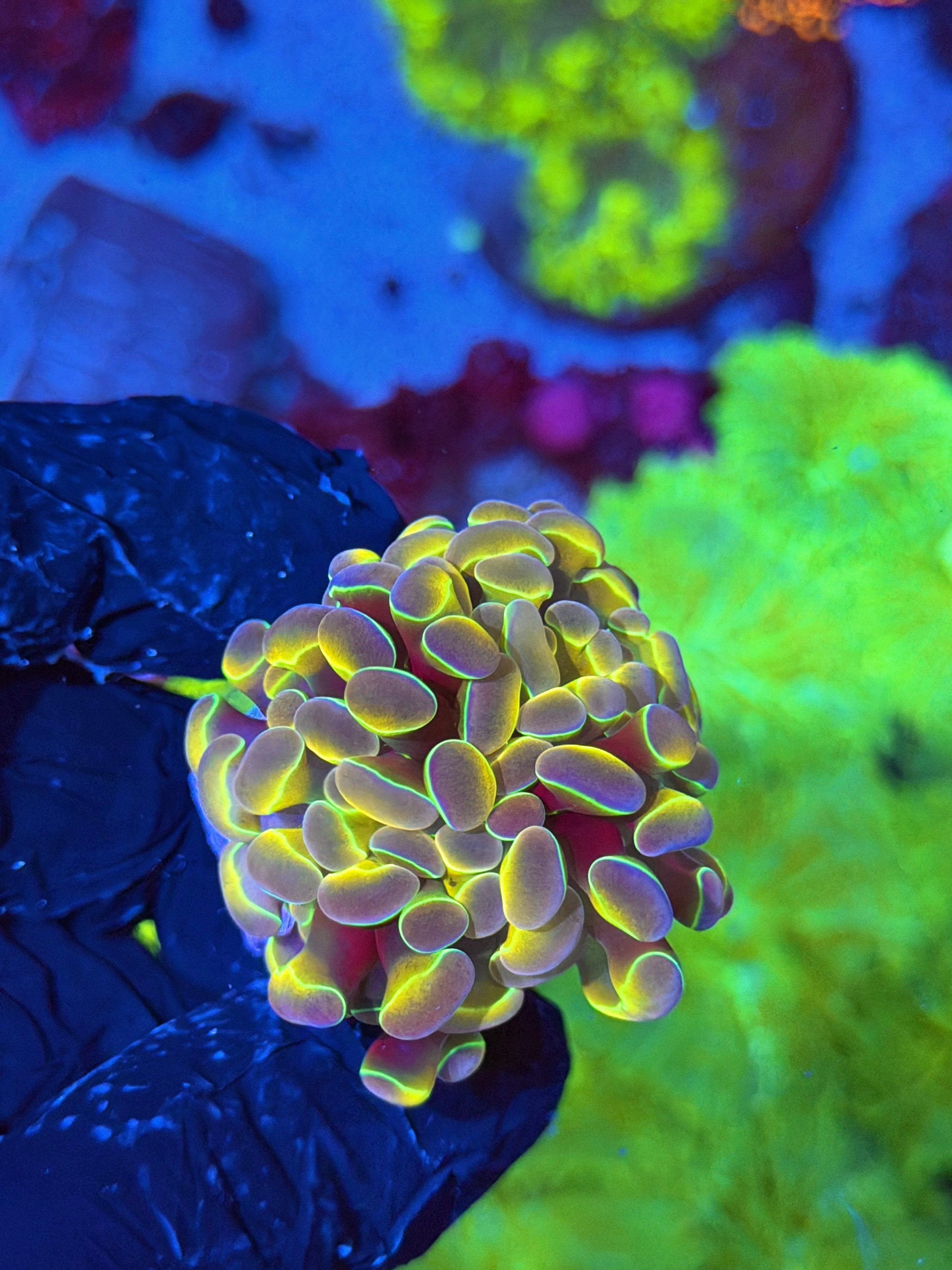 JEA Rainbow Dreams Hammer Coral 1 XL Head