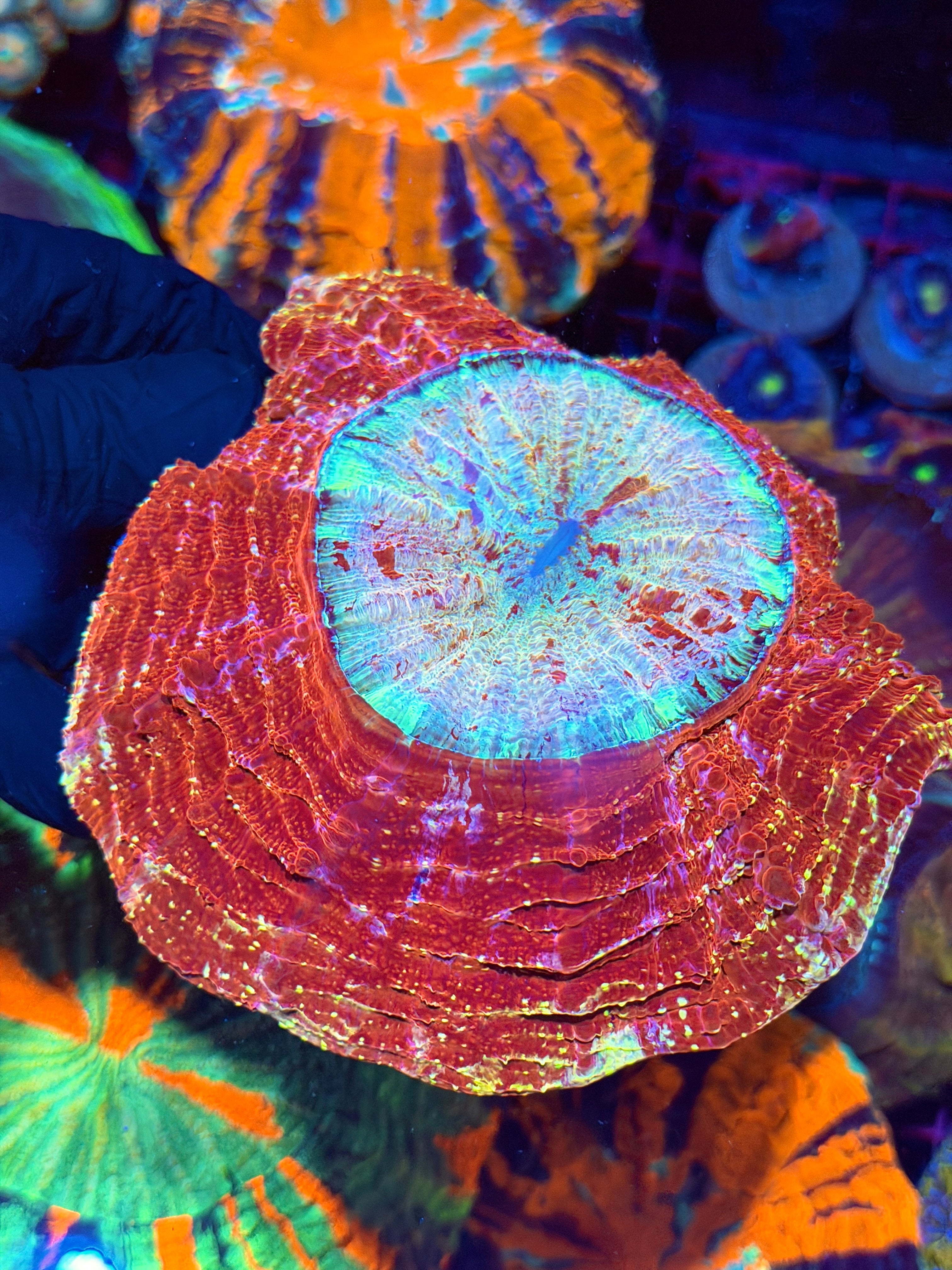 Insane Red / Multicolor Glitter Acanthophyllia Meat Coral XL Show Piece 8/29