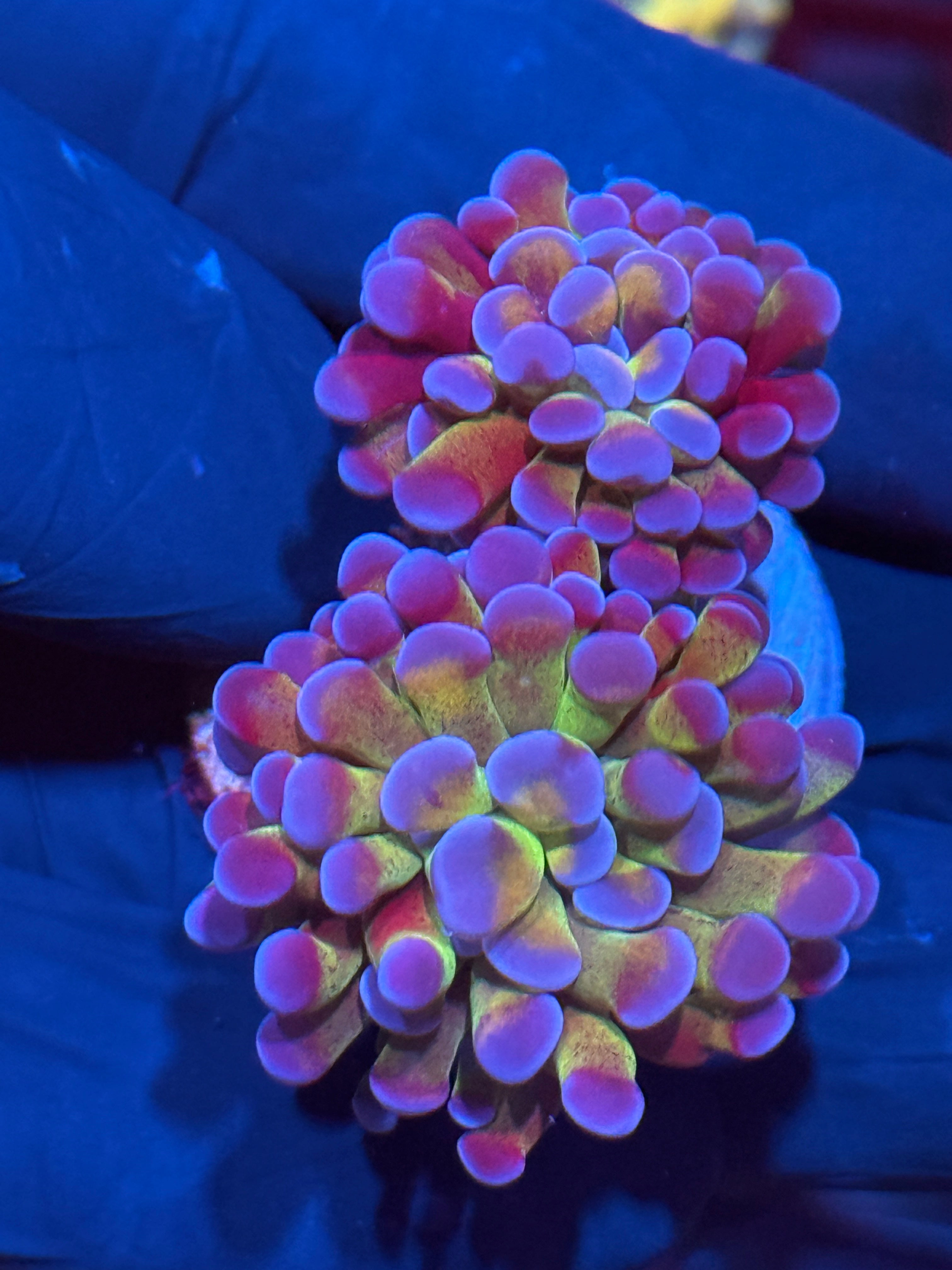 JEA Freakshow Hammer Coral 2 Heads XL 10/12
