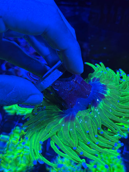 JEA 24K Holy Grail Torch Coral 3 Heads Splitting XXL BRIGHT