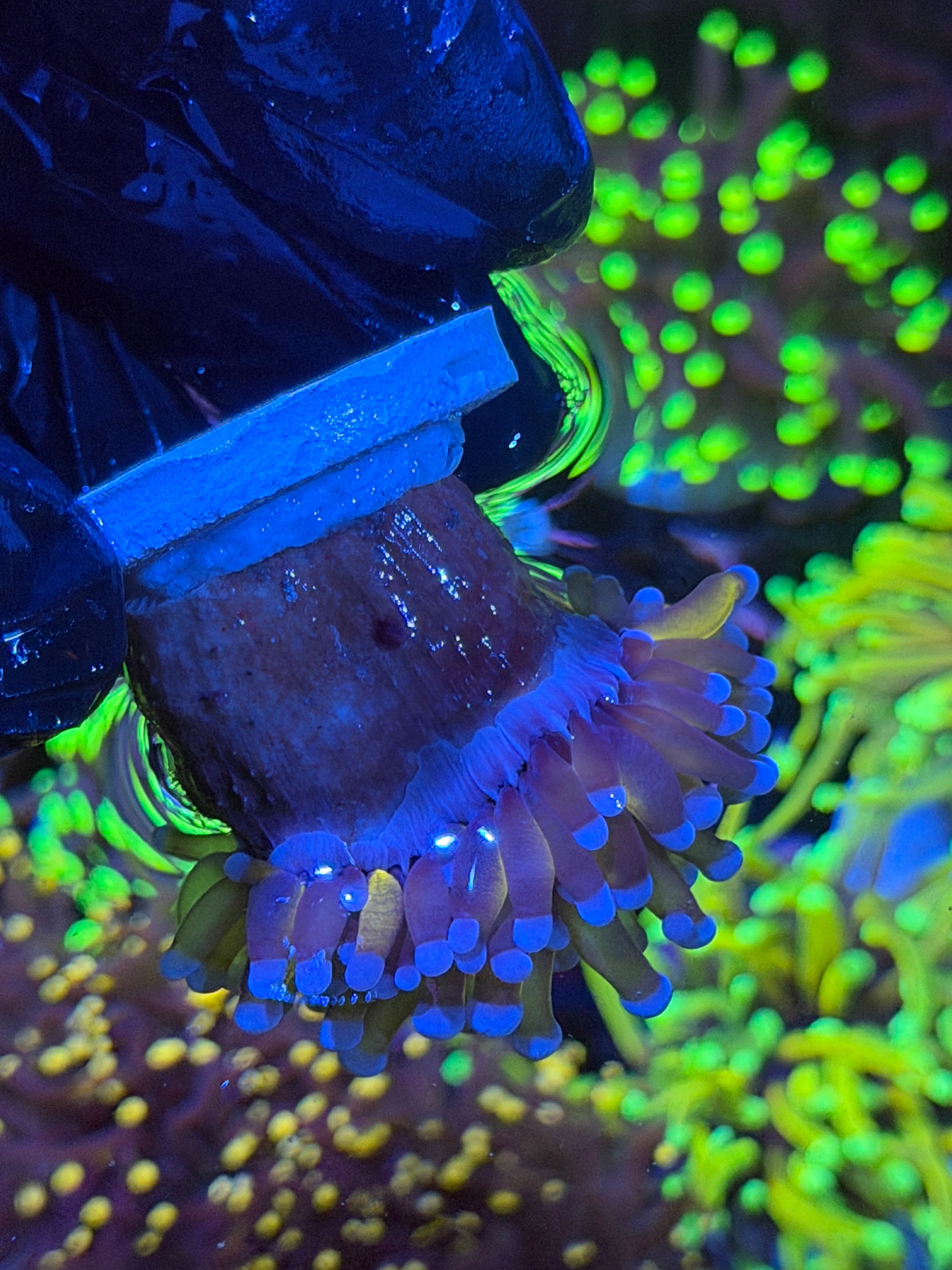 JEA Sun Goddess Torch Coral 1 XL Head 11/3