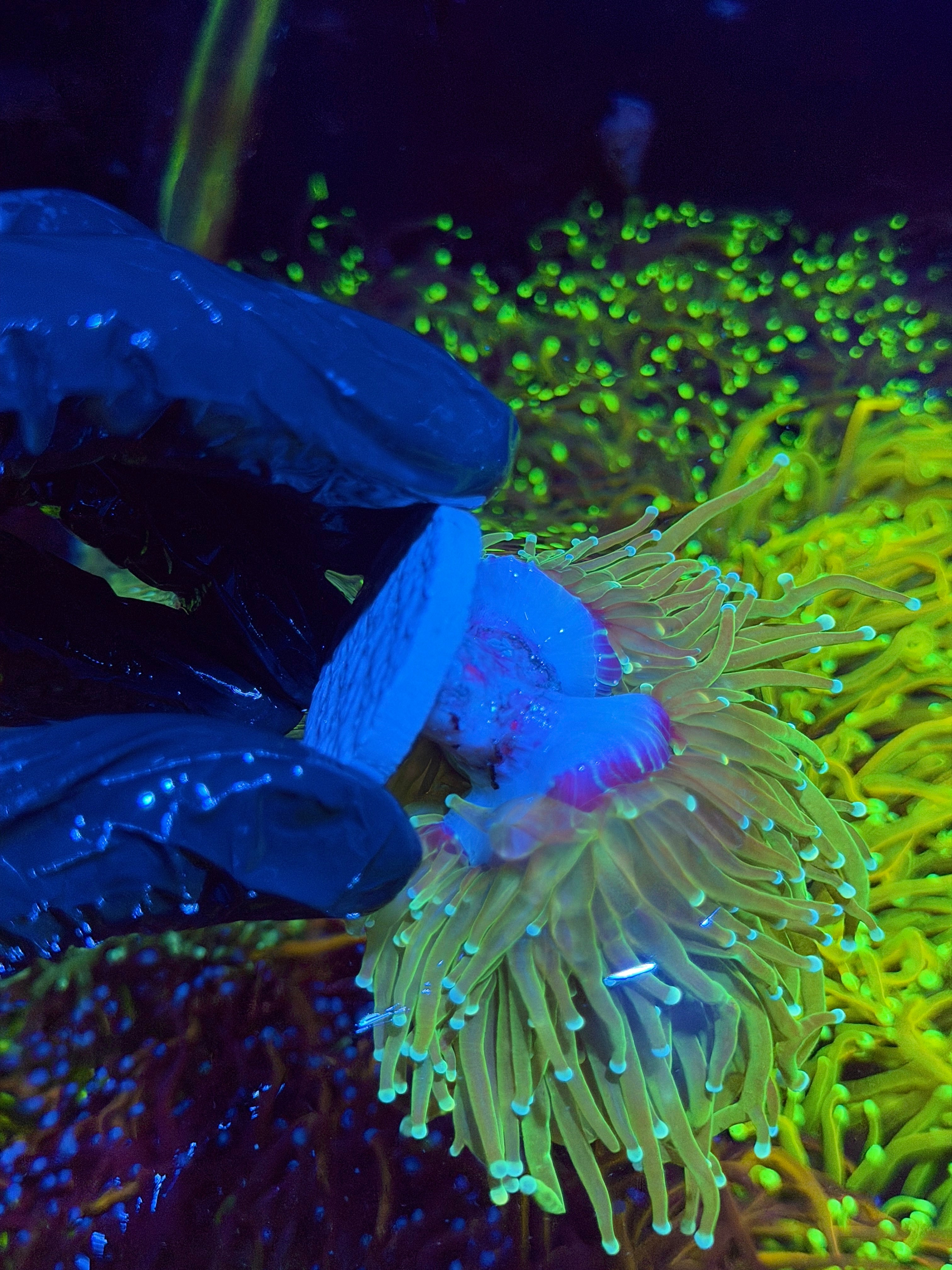 JEA Jedi Master Torch Coral 3 XXL Heads Splitting *New Release*